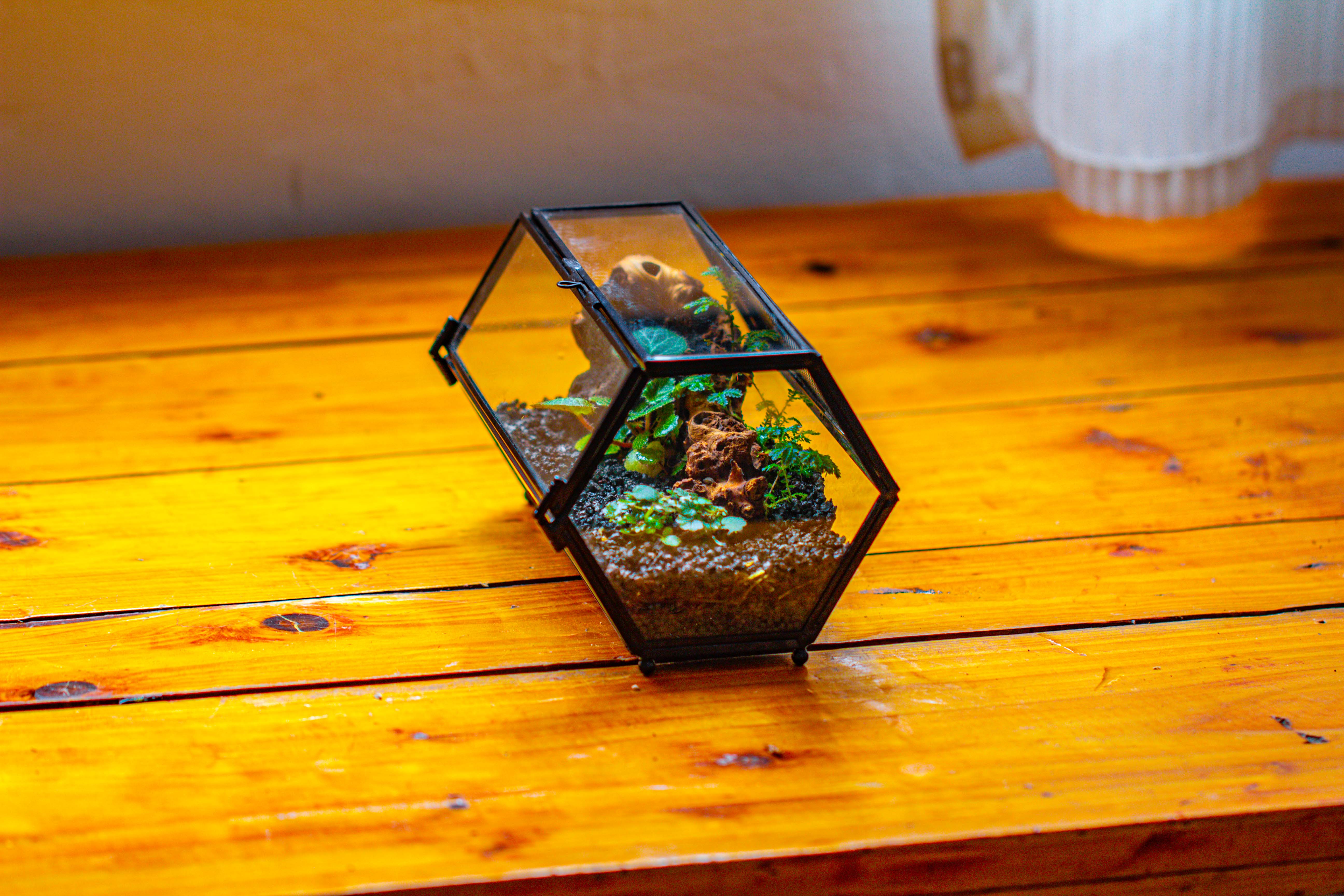 NCYP Long Hexagon Mimi  Geometric Terrarium for Spiders and small Insects - NCYPgarden