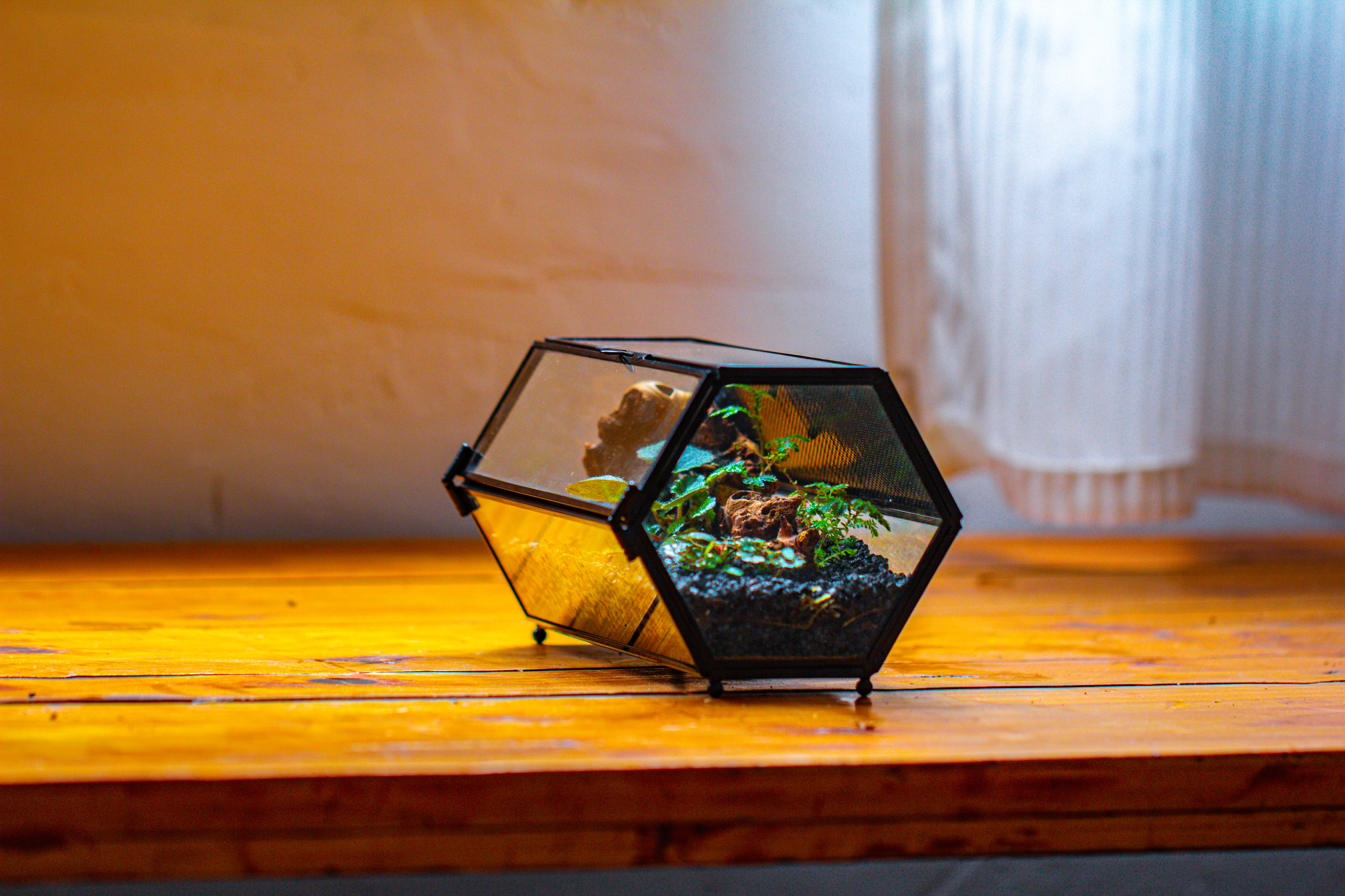 NCYP Long Hexagon Mimi  Geometric Terrarium for Spiders and small Insects - NCYPgarden