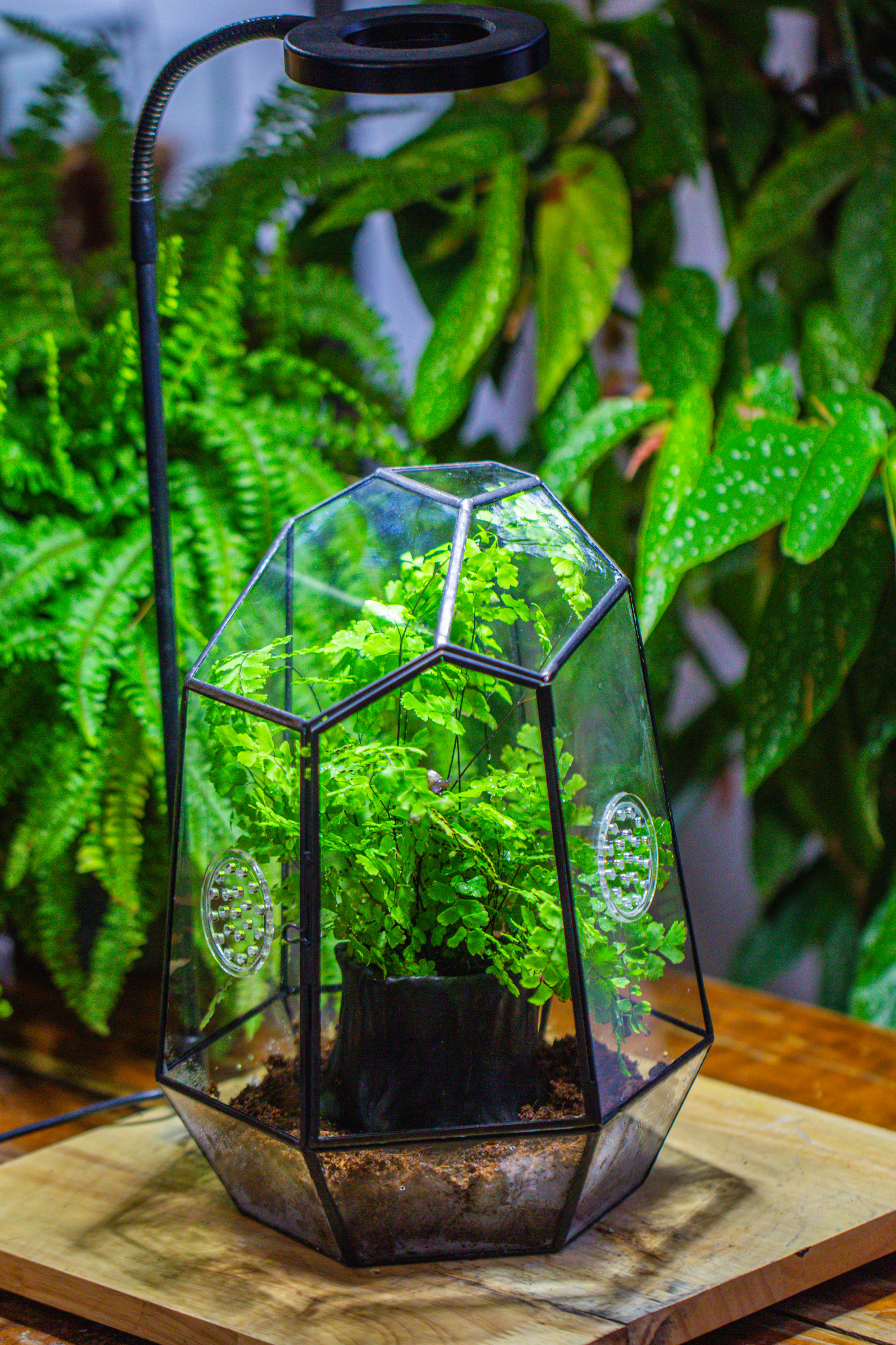 NCYP Close Geometric Glass Terrarium with Door, with vents, coconut coir, tree stump like black pot building set, for snails, spiders - NCYPgarden