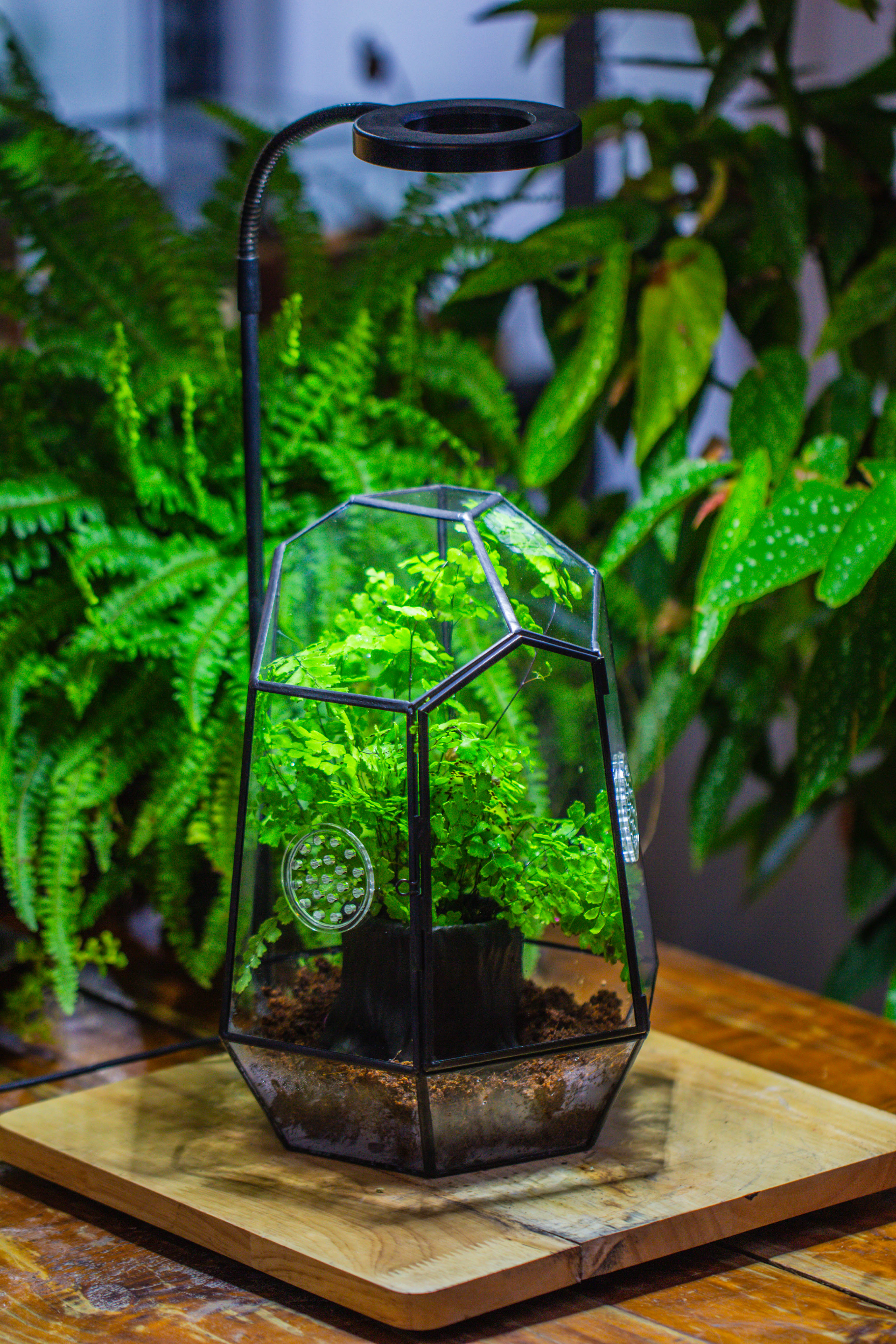 NCYP Close Geometric Glass Terrarium with Door, with vents, coconut coir, tree stump like black pot building set, for snails, spiders - NCYPgarden