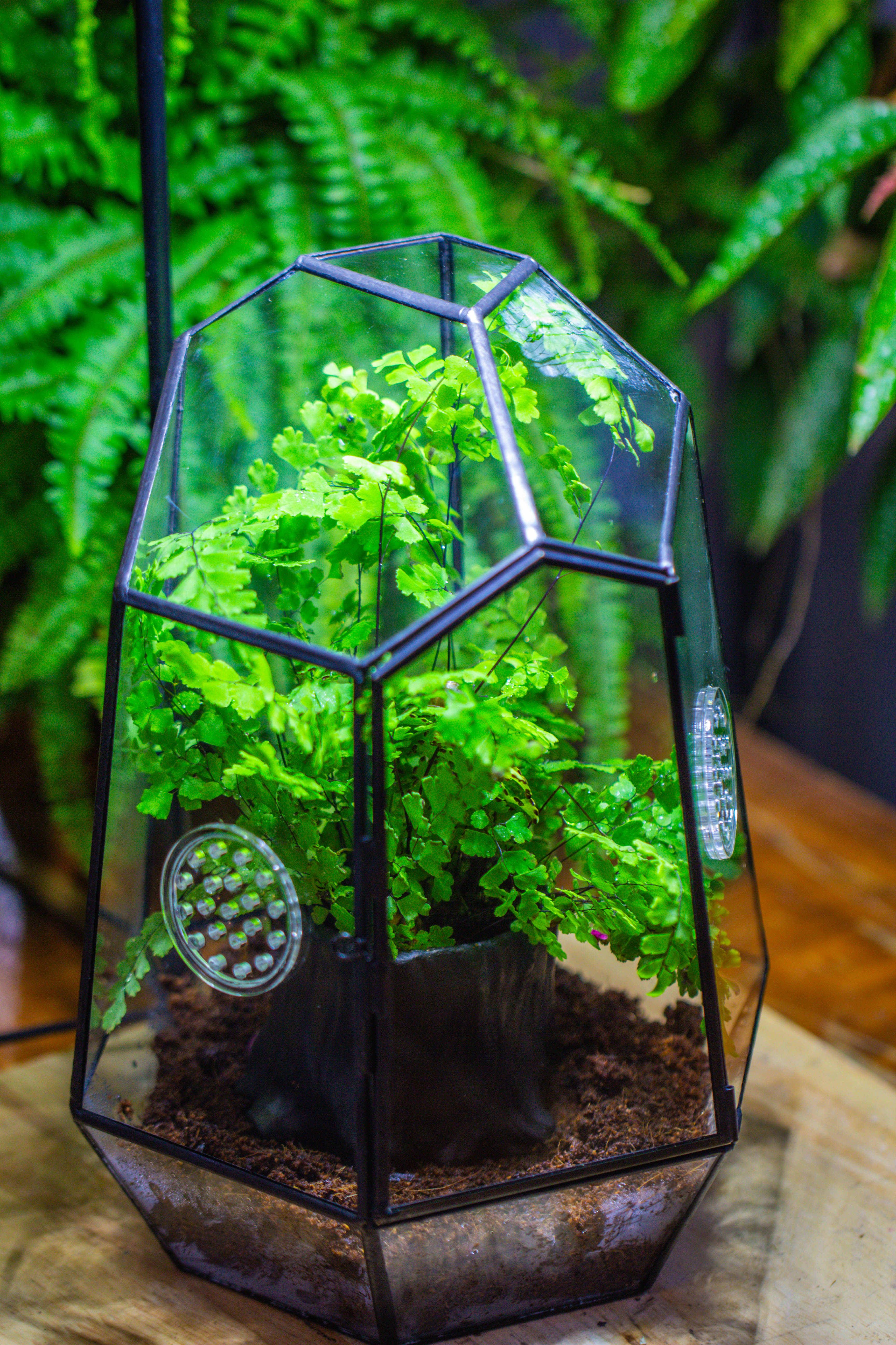 NCYP Close Geometric Glass Terrarium with Door, with vents, coconut coir, tree stump like black pot building set, for snails, spiders - NCYPgarden