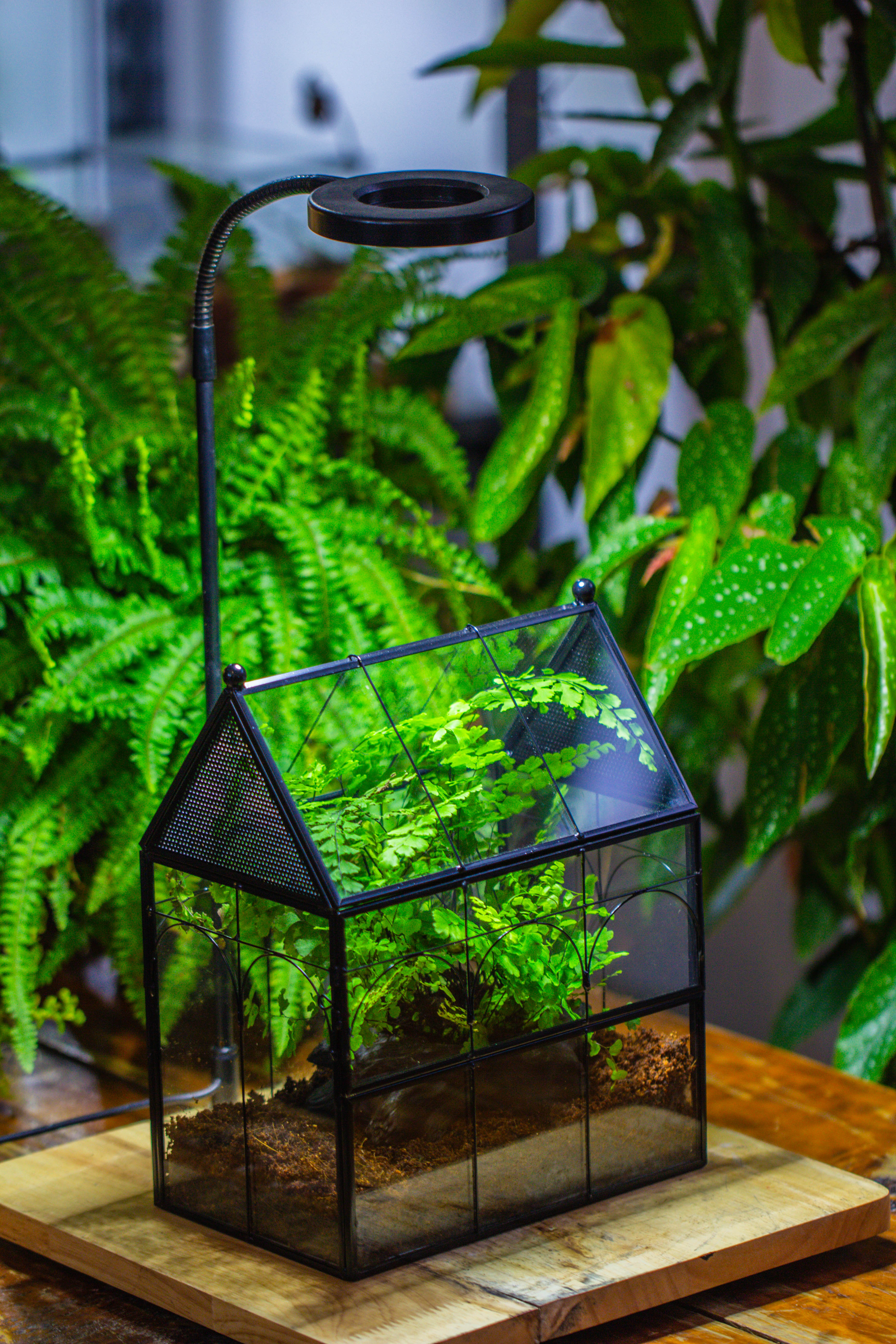 NCYP Vintage House Shape Tin and Glass Geometric Terrarium, with side door, with Mesh / vent holes for small Insects Pet building set - NCYPgarden