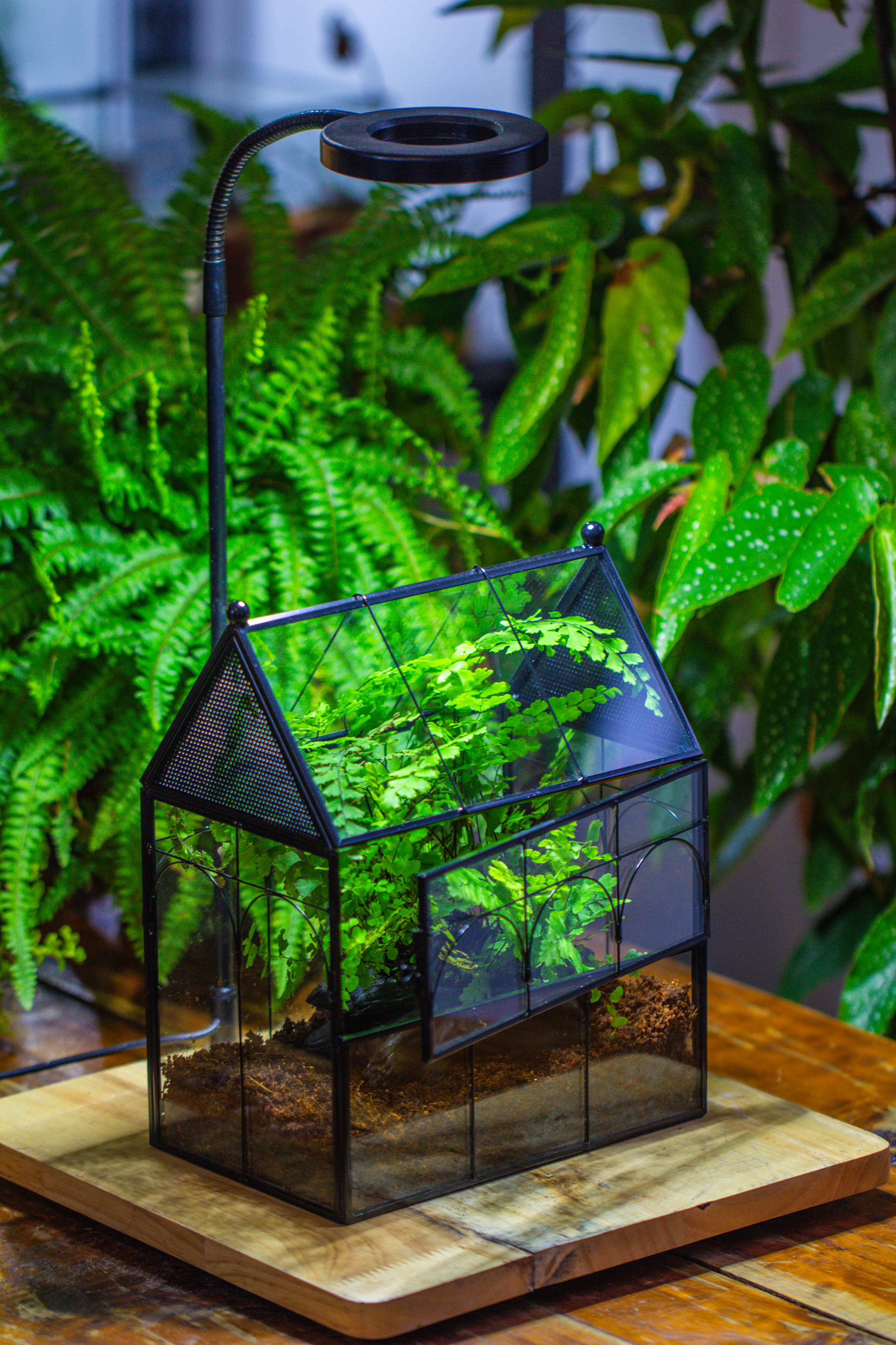 NCYP Vintage House Shape Tin and Glass Geometric Terrarium, with side door, with Mesh / vent holes for small Insects Pet building set - NCYPgarden