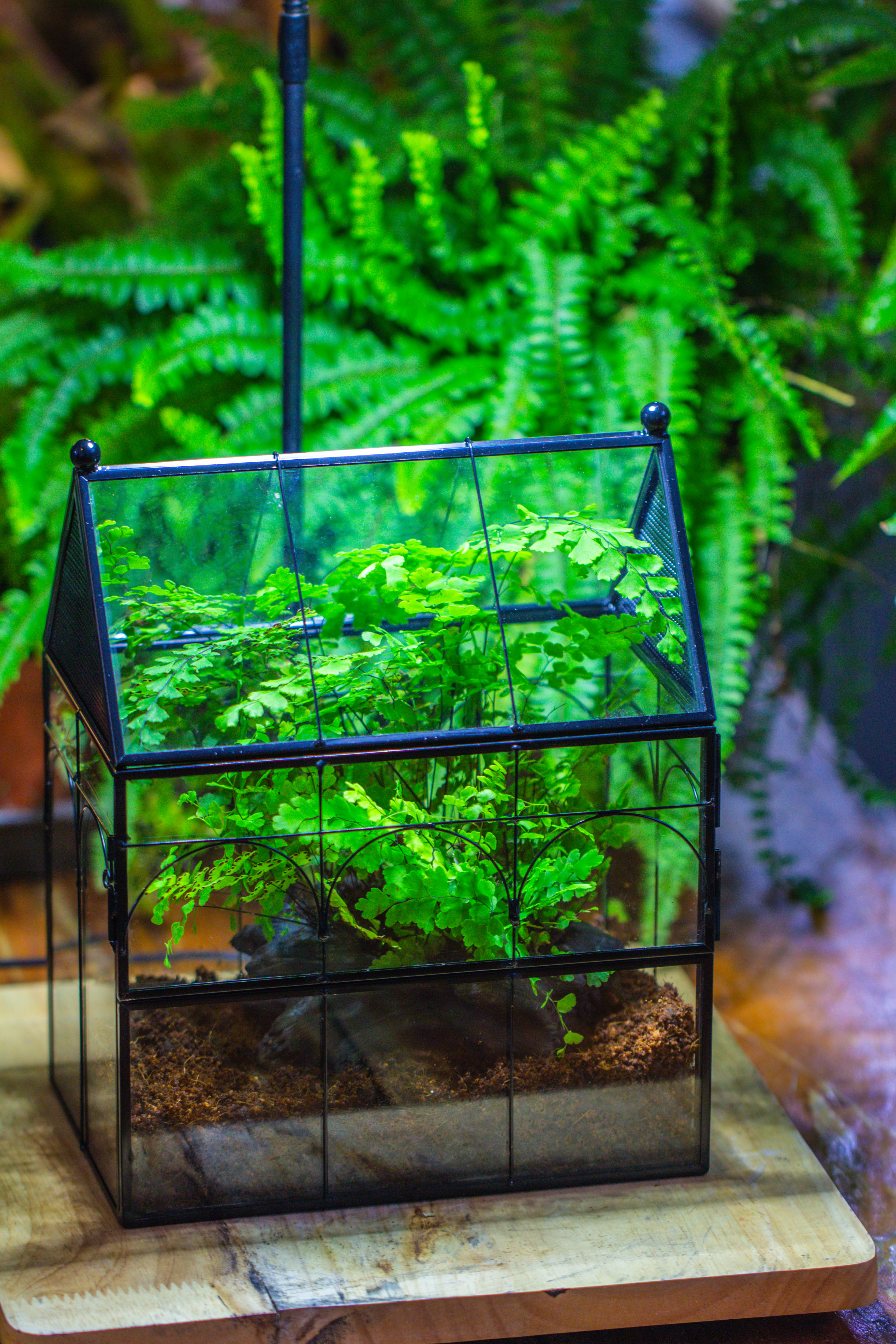 NCYP Vintage House Shape Tin and Glass Geometric Terrarium, with side door, with Mesh / vent holes for small Insects Pet building set - NCYPgarden