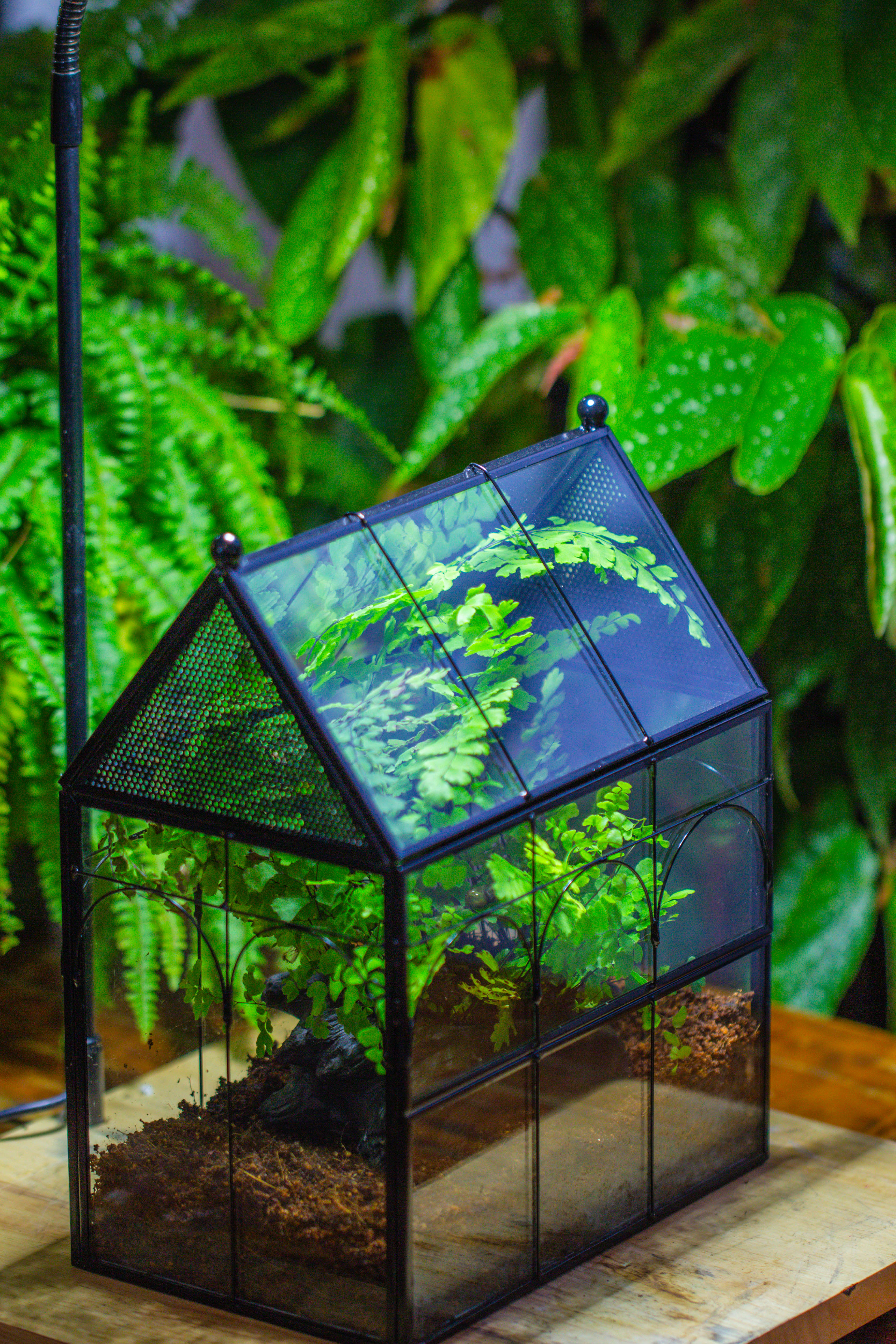 NCYP Vintage House Shape Tin and Glass Geometric Terrarium, with side door, with Mesh / vent holes for small Insects Pet building set - NCYPgarden