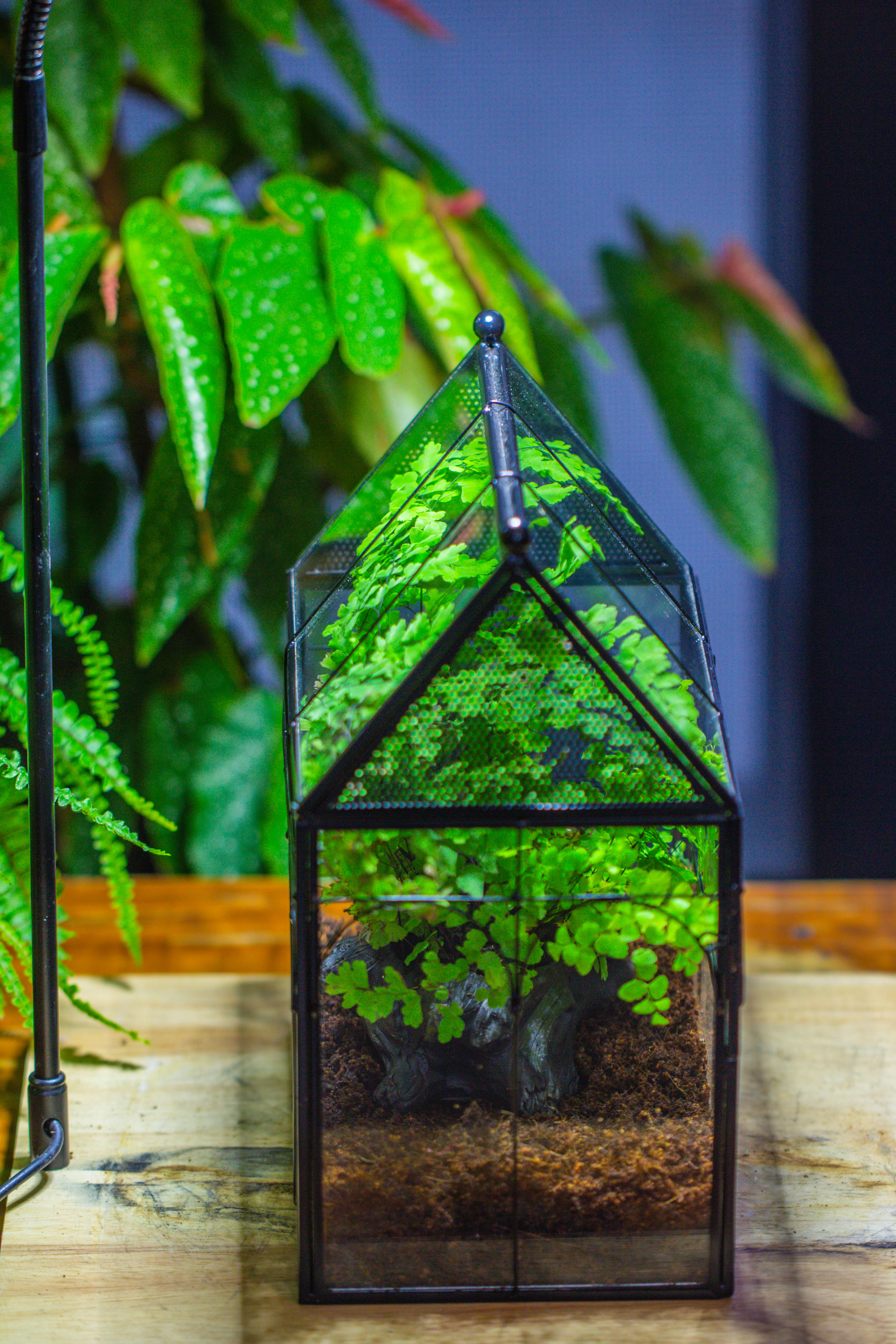 NCYP Vintage House Shape Tin and Glass Geometric Terrarium, with side door, with Mesh / vent holes for small Insects Pet building set - NCYPgarden