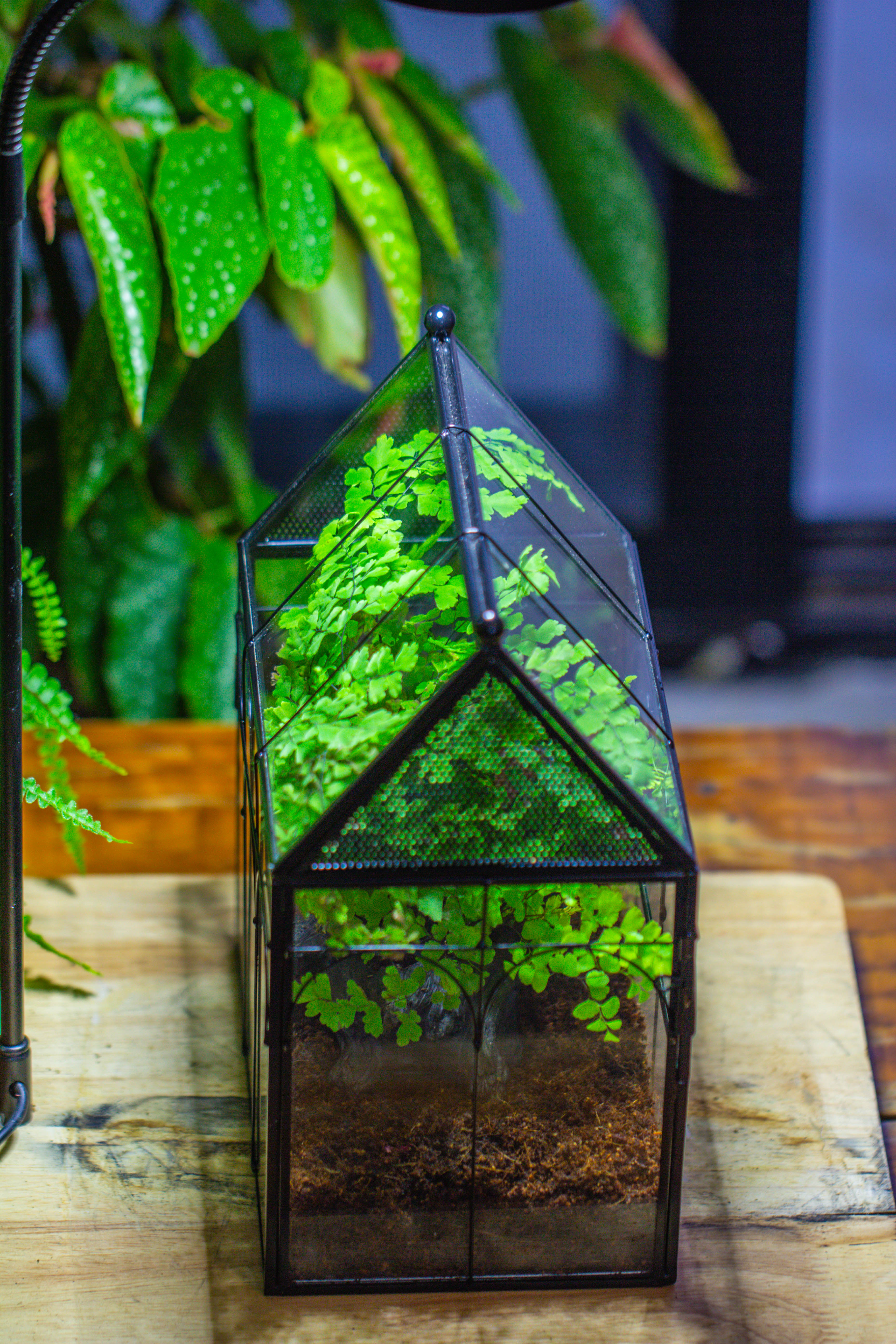 NCYP Vintage House Shape Tin and Glass Geometric Terrarium, with side door, with Mesh / vent holes for small Insects Pet building set - NCYPgarden