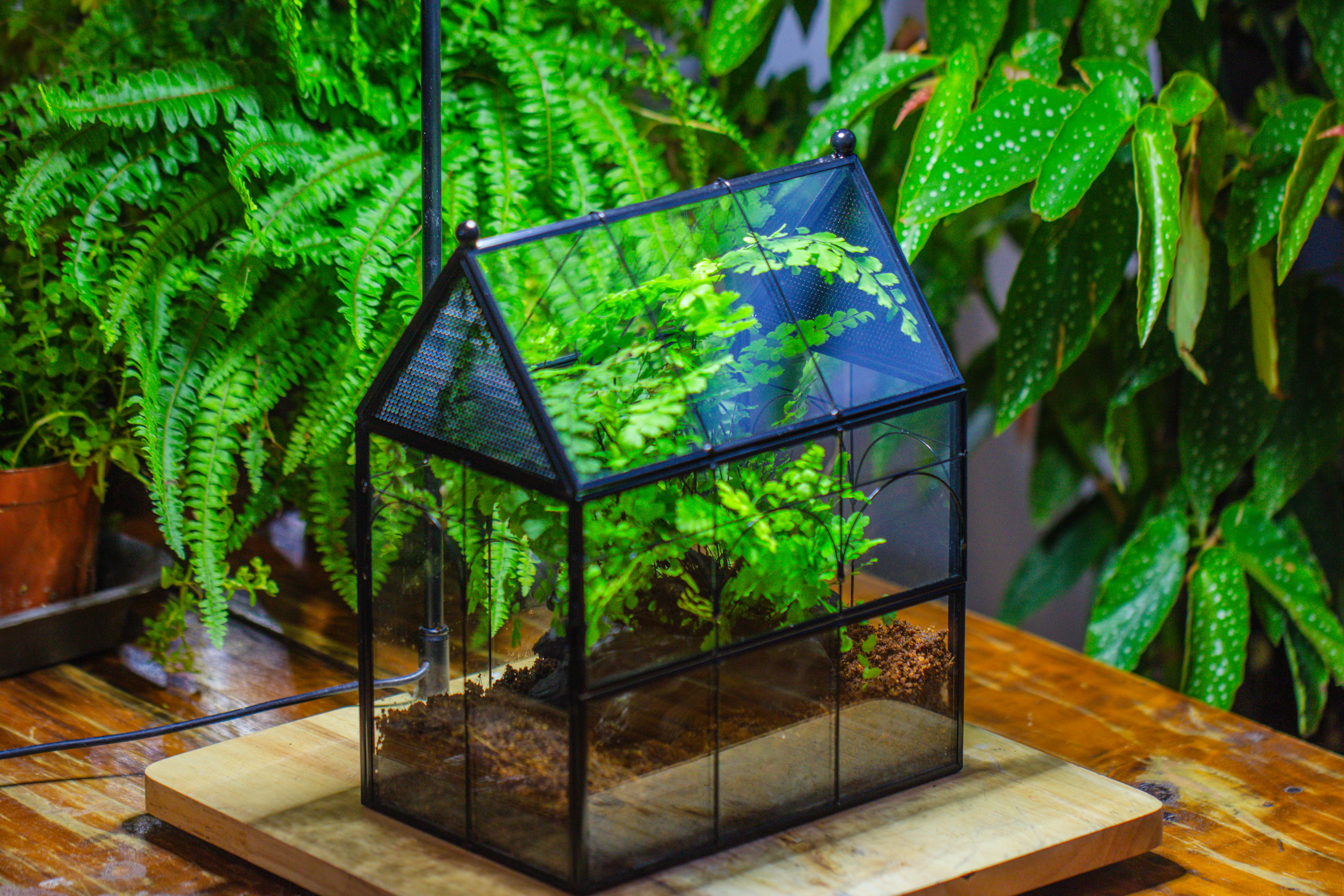 NCYP Vintage House Shape Tin and Glass Geometric Terrarium, with side door, with Mesh / vent holes for small Insects Pet building set - NCYPgarden