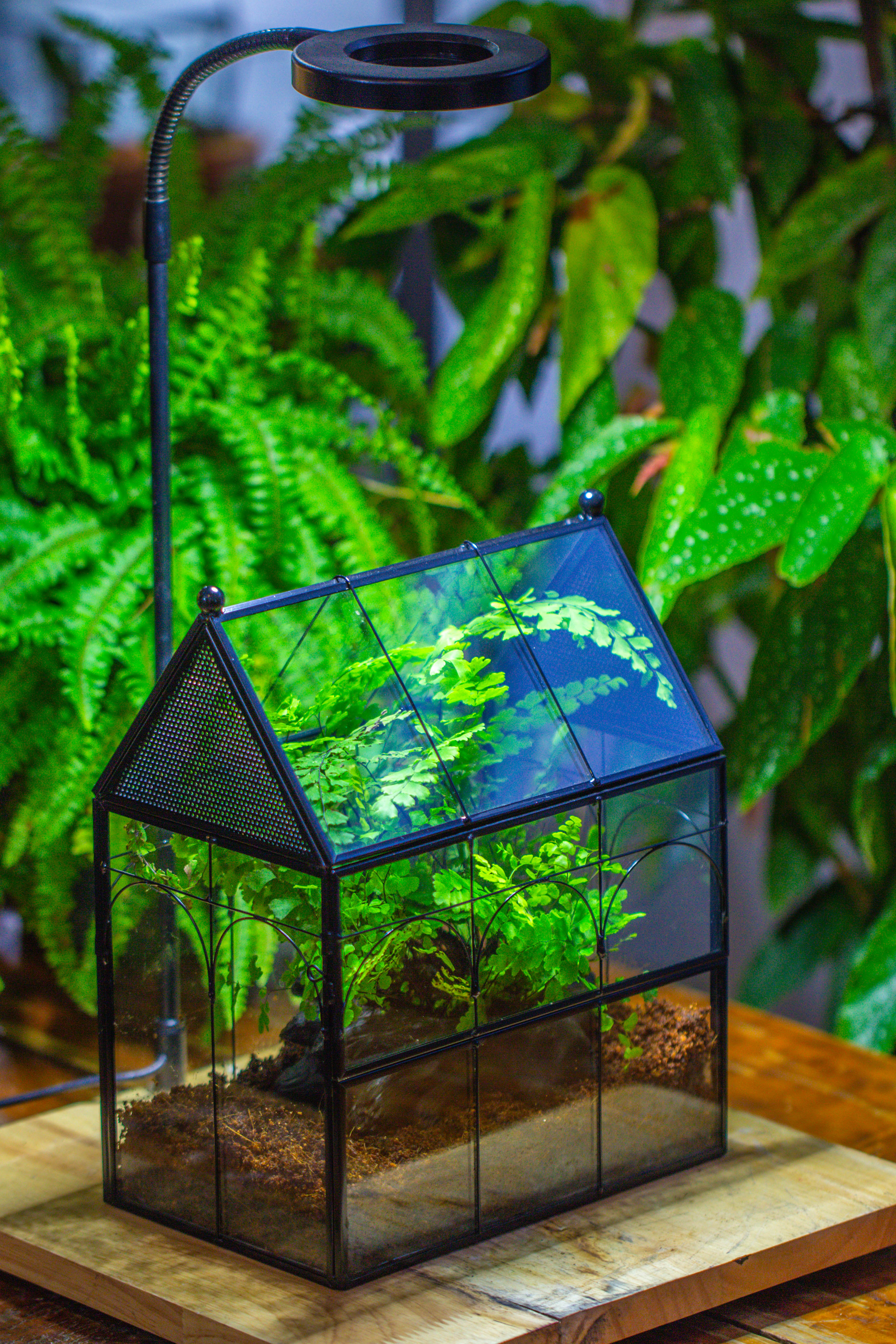 NCYP Vintage House Shape Tin and Glass Geometric Terrarium, with side door, with Mesh / vent holes for small Insects Pet building set - NCYPgarden