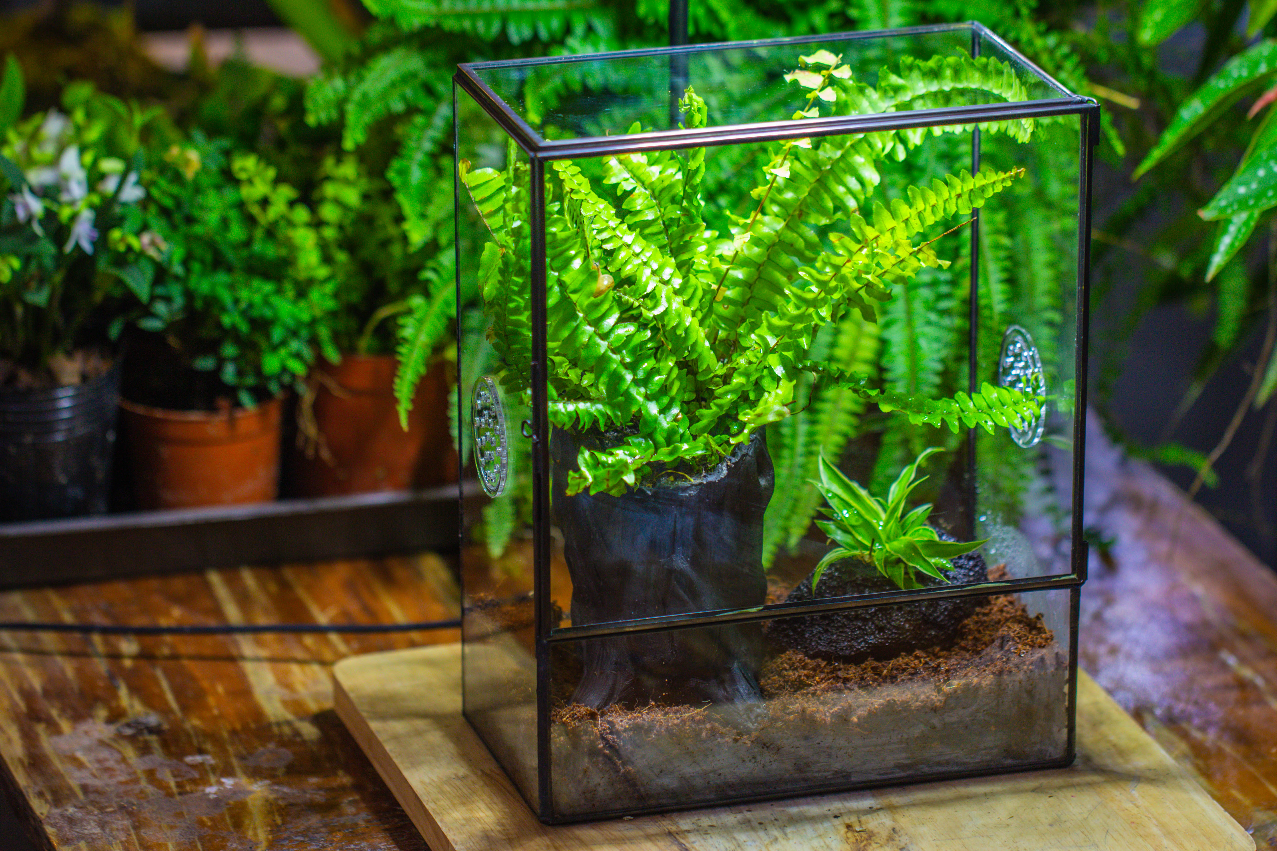 Handmade Close Glass Terrarium with Vents, with LED Grow Light Set, FOR insects, bugs - NCYPgarden