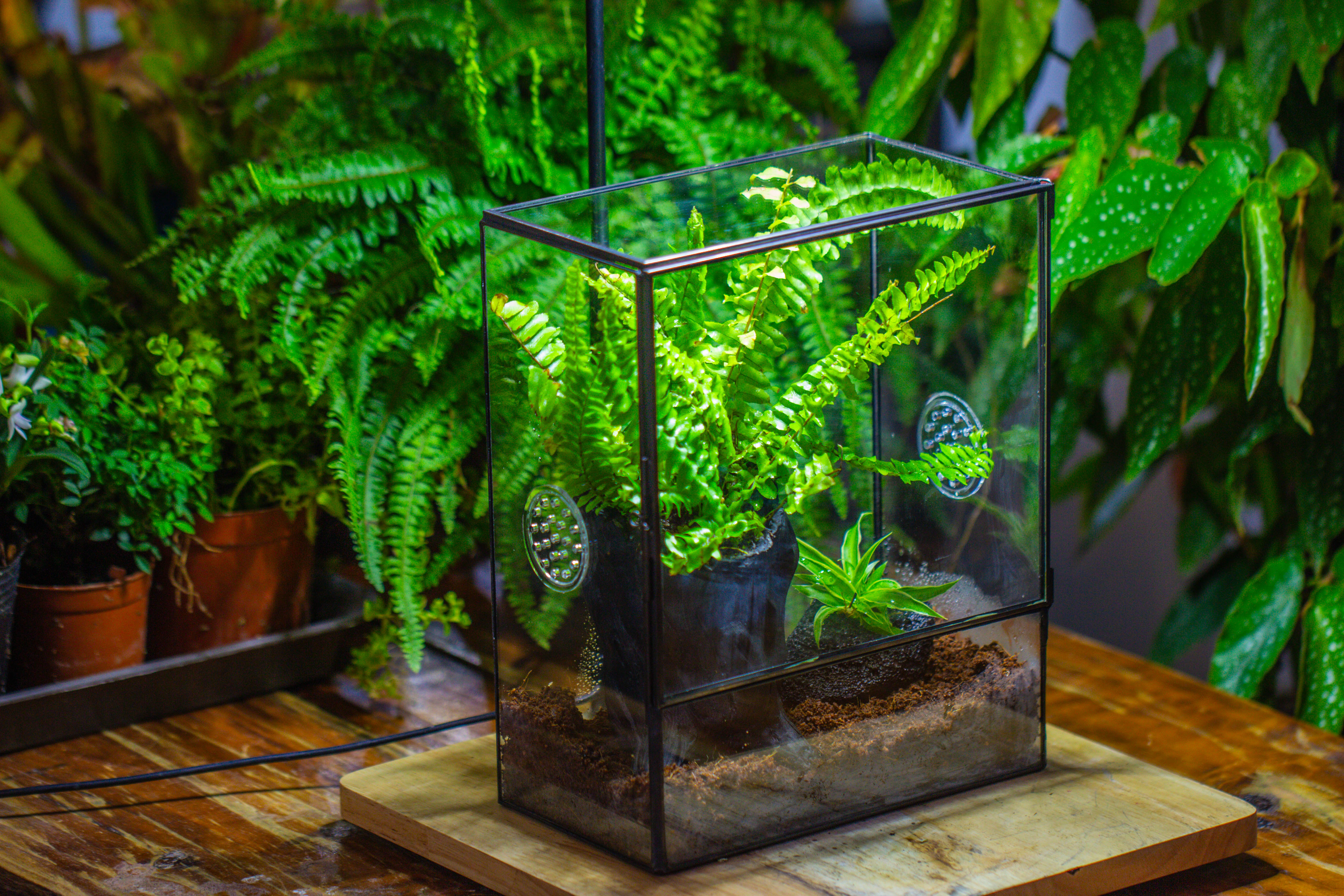 Handmade Close Glass Terrarium with Vents, with LED Grow Light Set, FOR insects, bugs - NCYPgarden