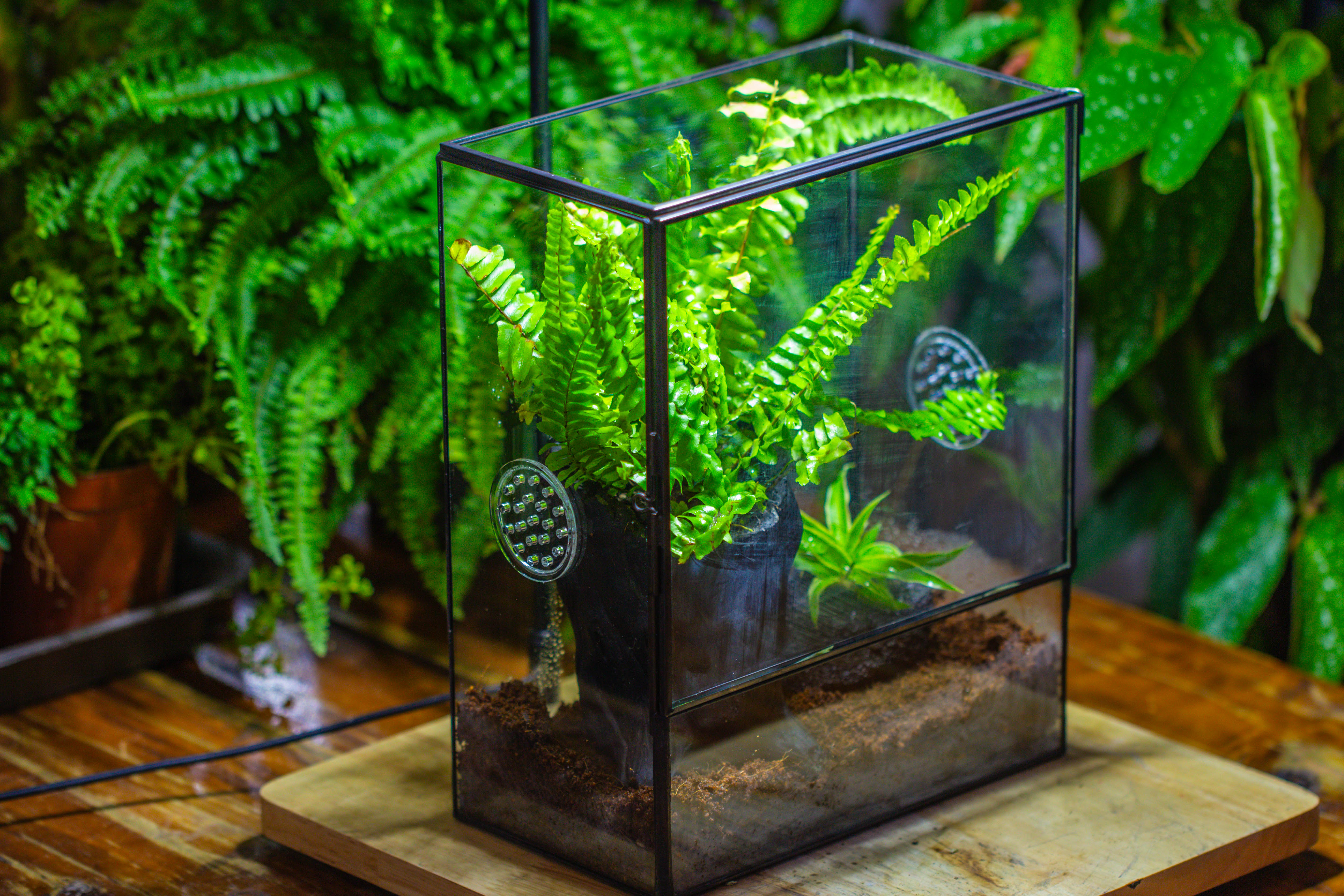 Handmade Close Glass Terrarium with Vents, with LED Grow Light Set, FOR insects, bugs - NCYPgarden