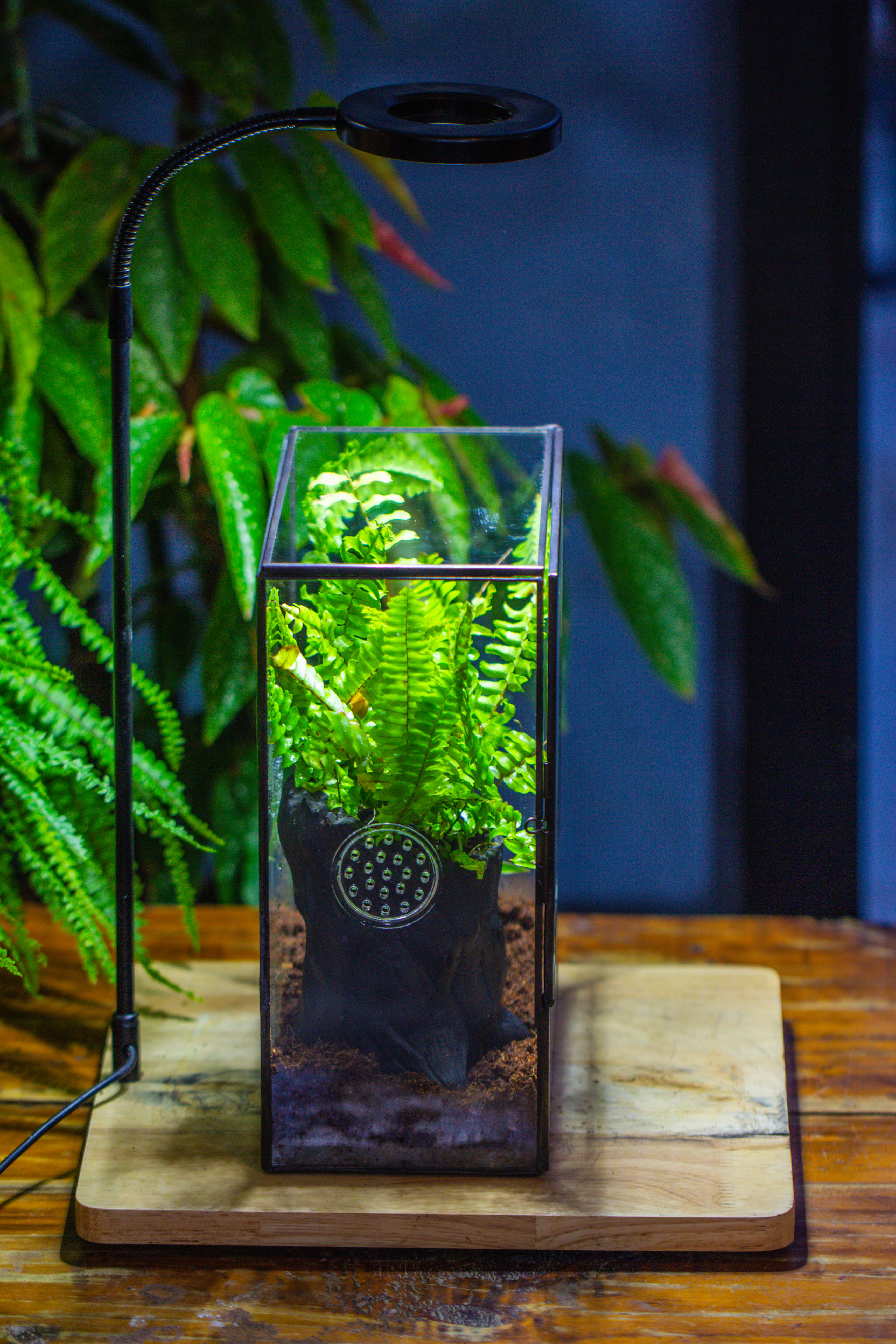Handmade Close Glass Terrarium with Vents, with LED Grow Light Set, FOR insects, bugs - NCYPgarden