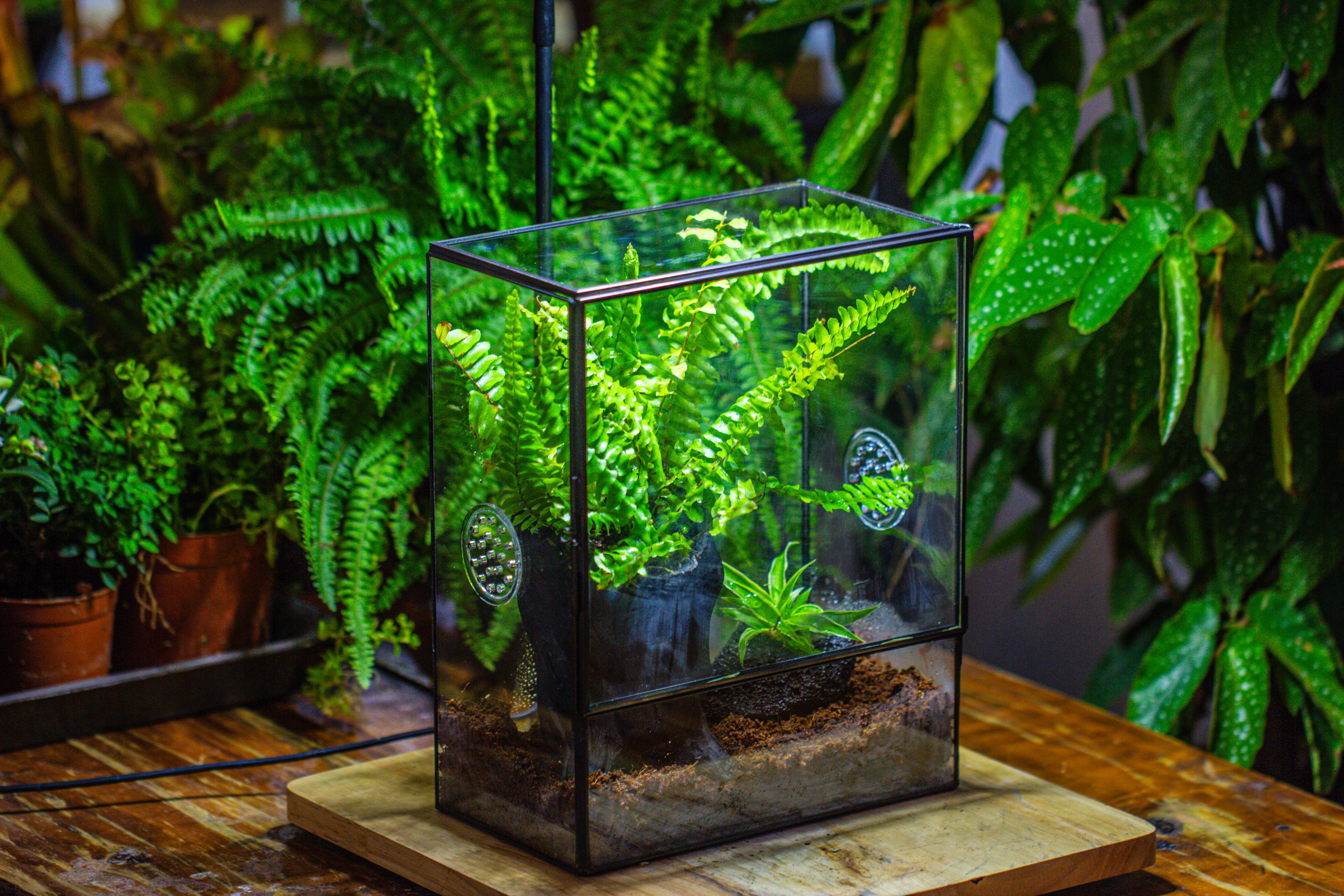 Handmade Close Glass Terrarium with Vents, with LED Grow Light Set, FOR insects, bugs - NCYPgarden