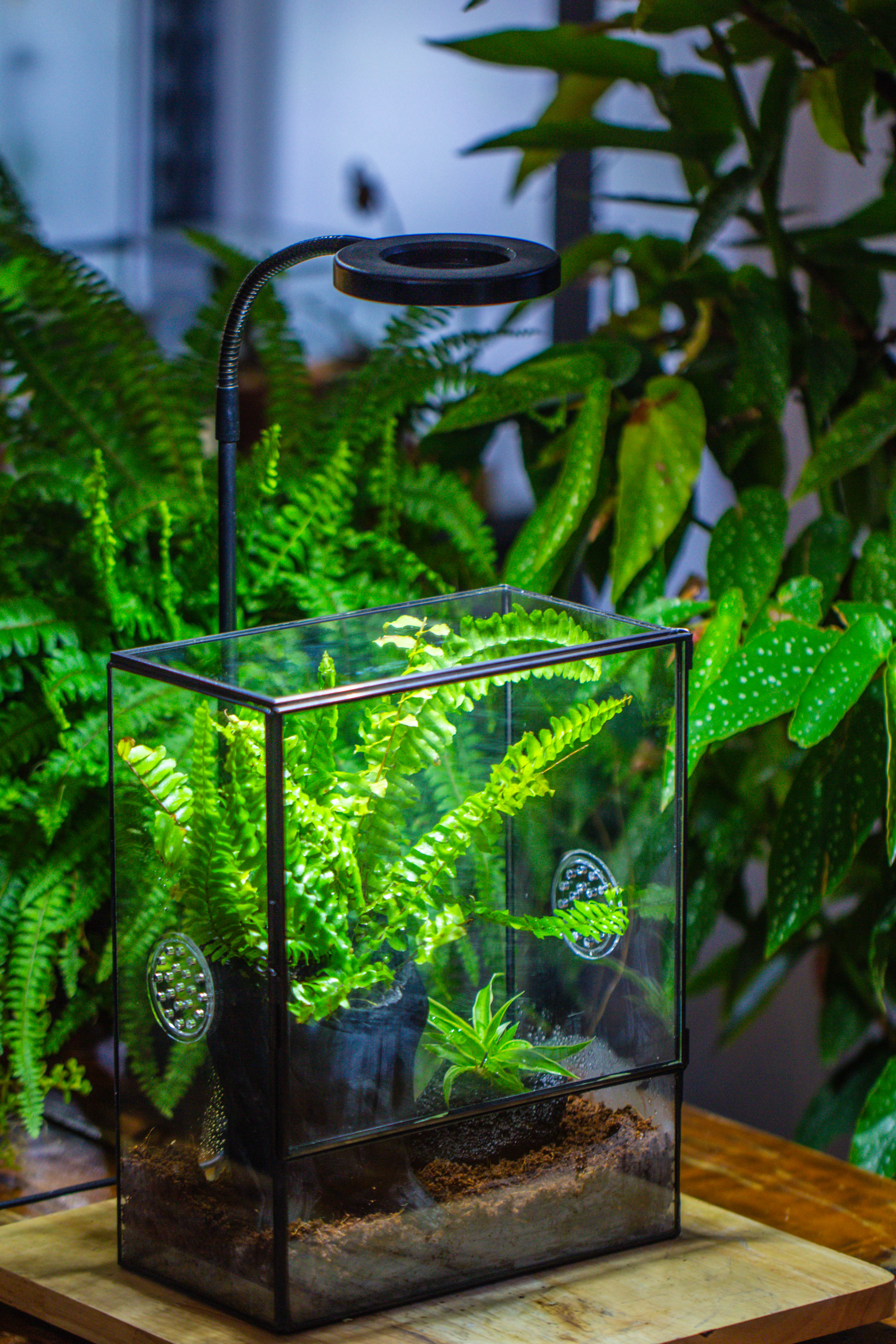 Handmade Close Glass Terrarium with Vents, with LED Grow Light Set, FOR insects, bugs - NCYPgarden