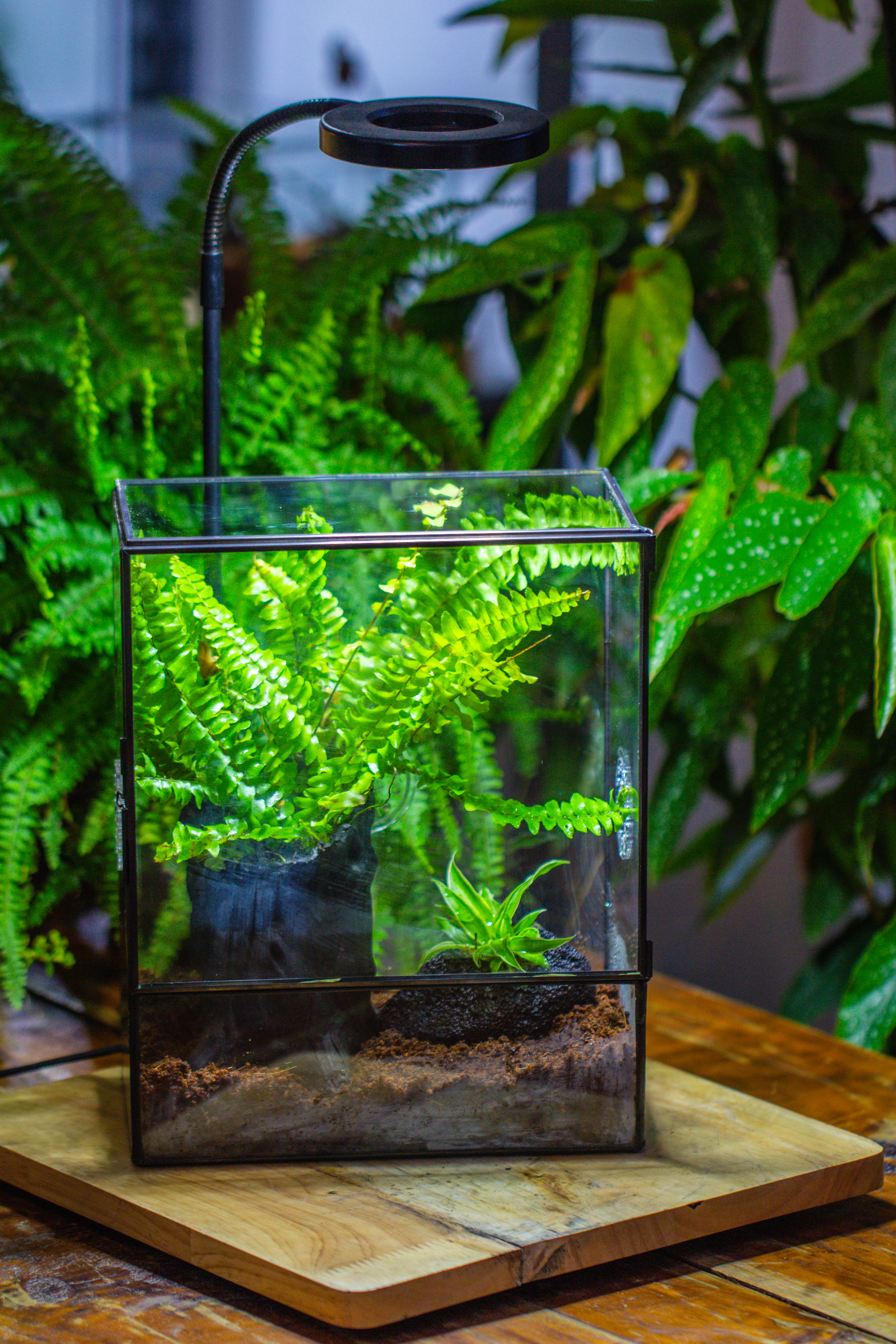 Handmade Close Glass Terrarium with Vents, with LED Grow Light Set, FOR insects, bugs - NCYPgarden