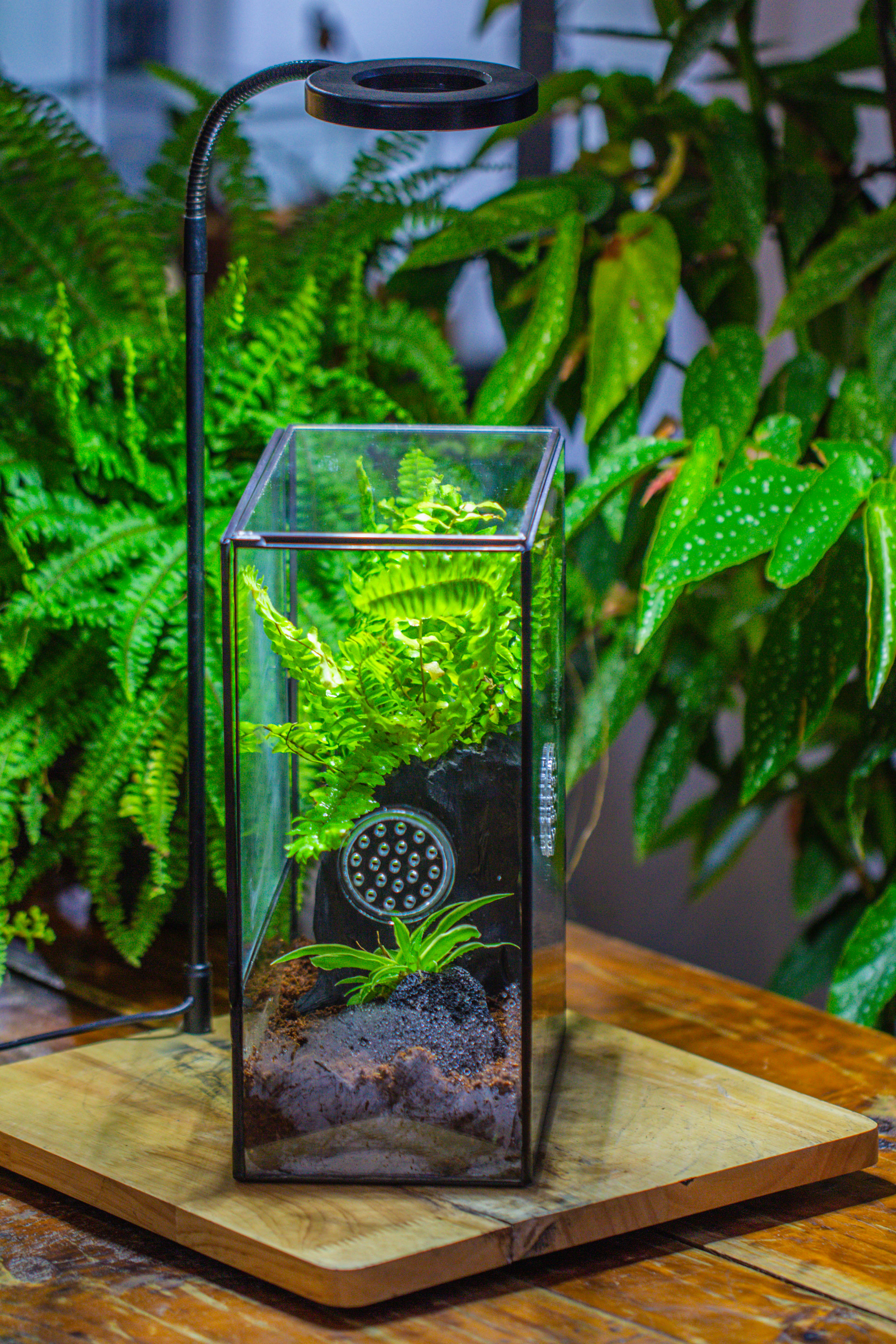 Handmade Close Glass Terrarium with Vents, with LED Grow Light Set, FOR insects, bugs - NCYPgarden