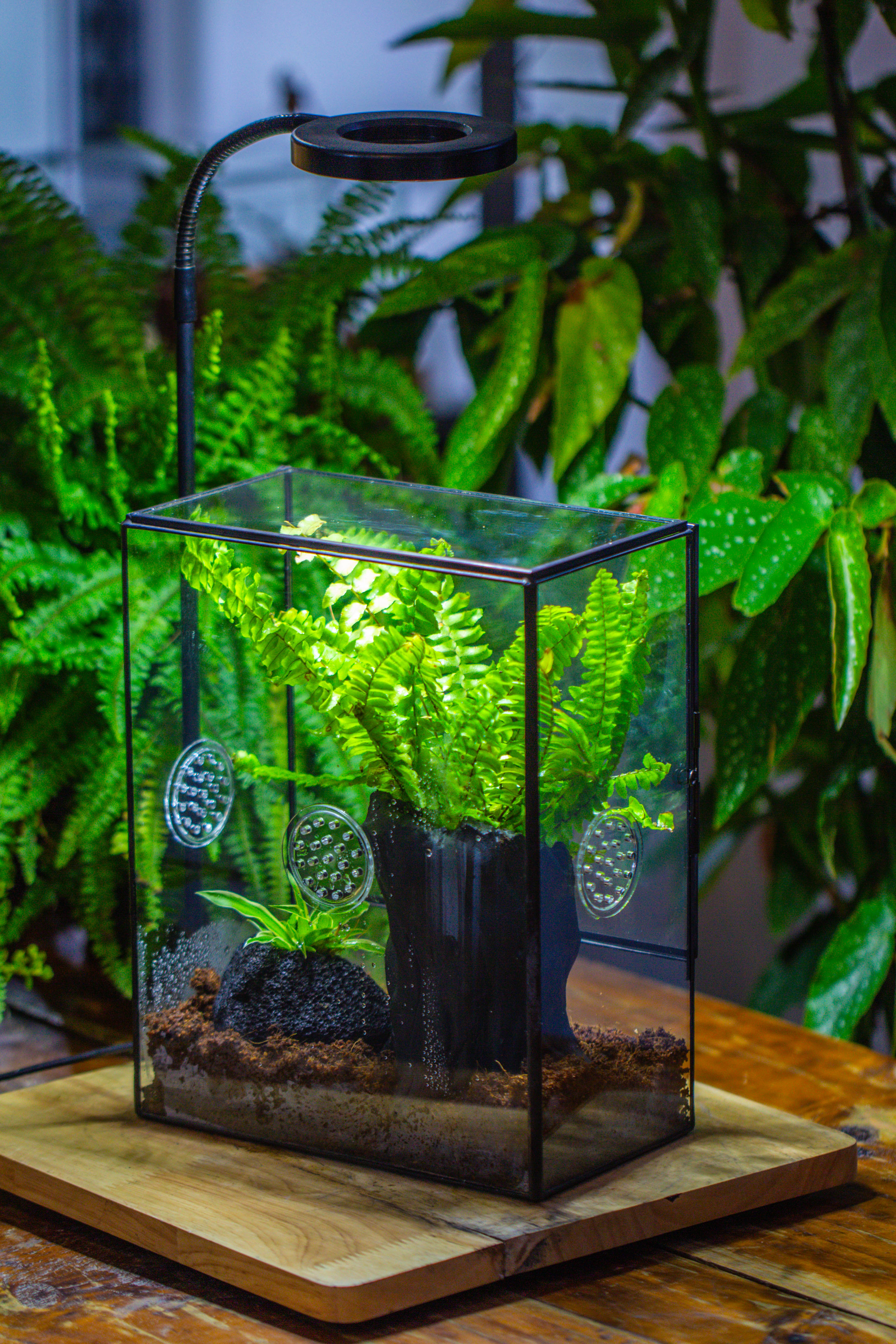 Handmade Close Glass Terrarium with Vents, with LED Grow Light Set, FOR insects, bugs - NCYPgarden
