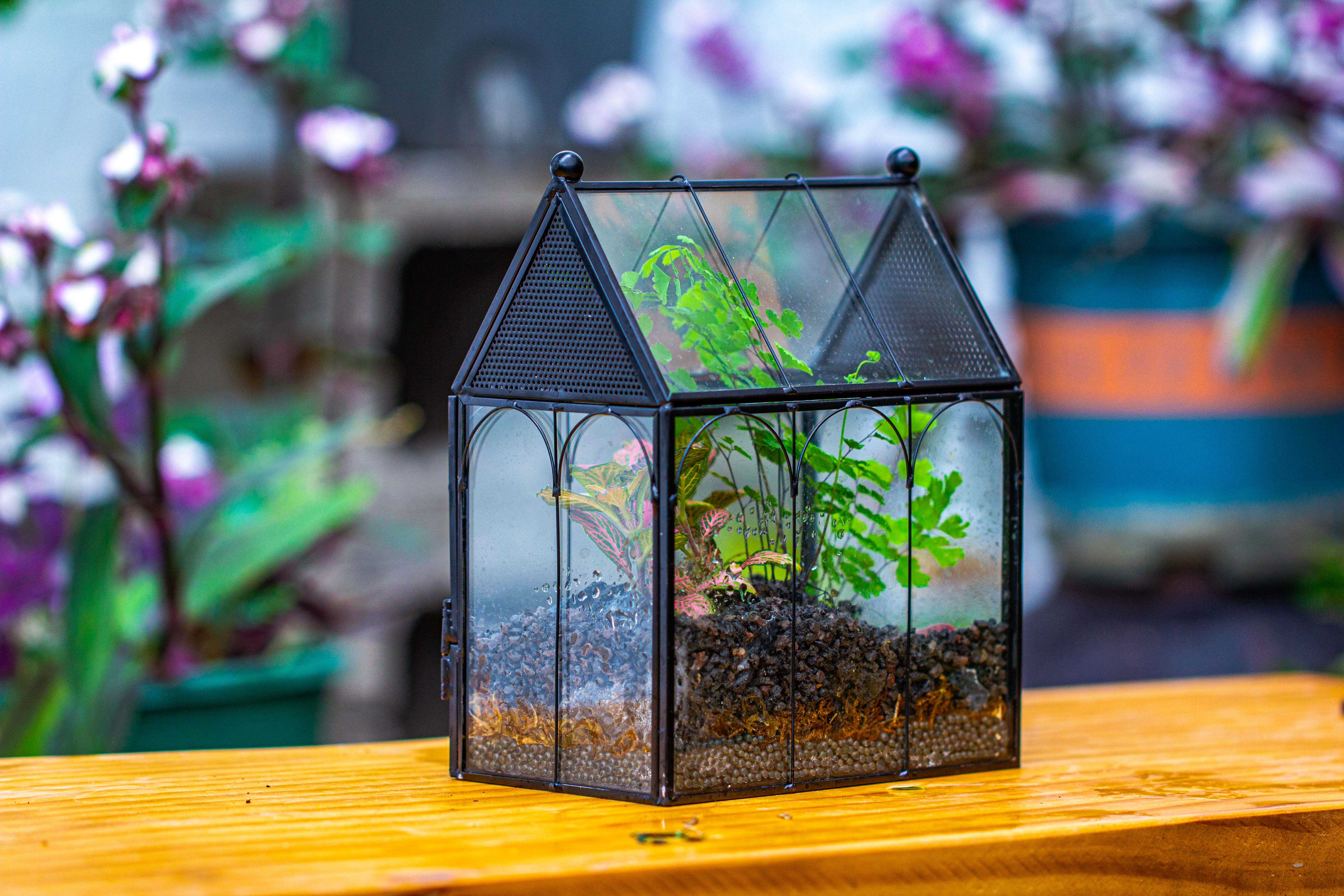Vintage Mini House Shape Glass Geometric Terrarium for Jumping spider - NCYPgarden