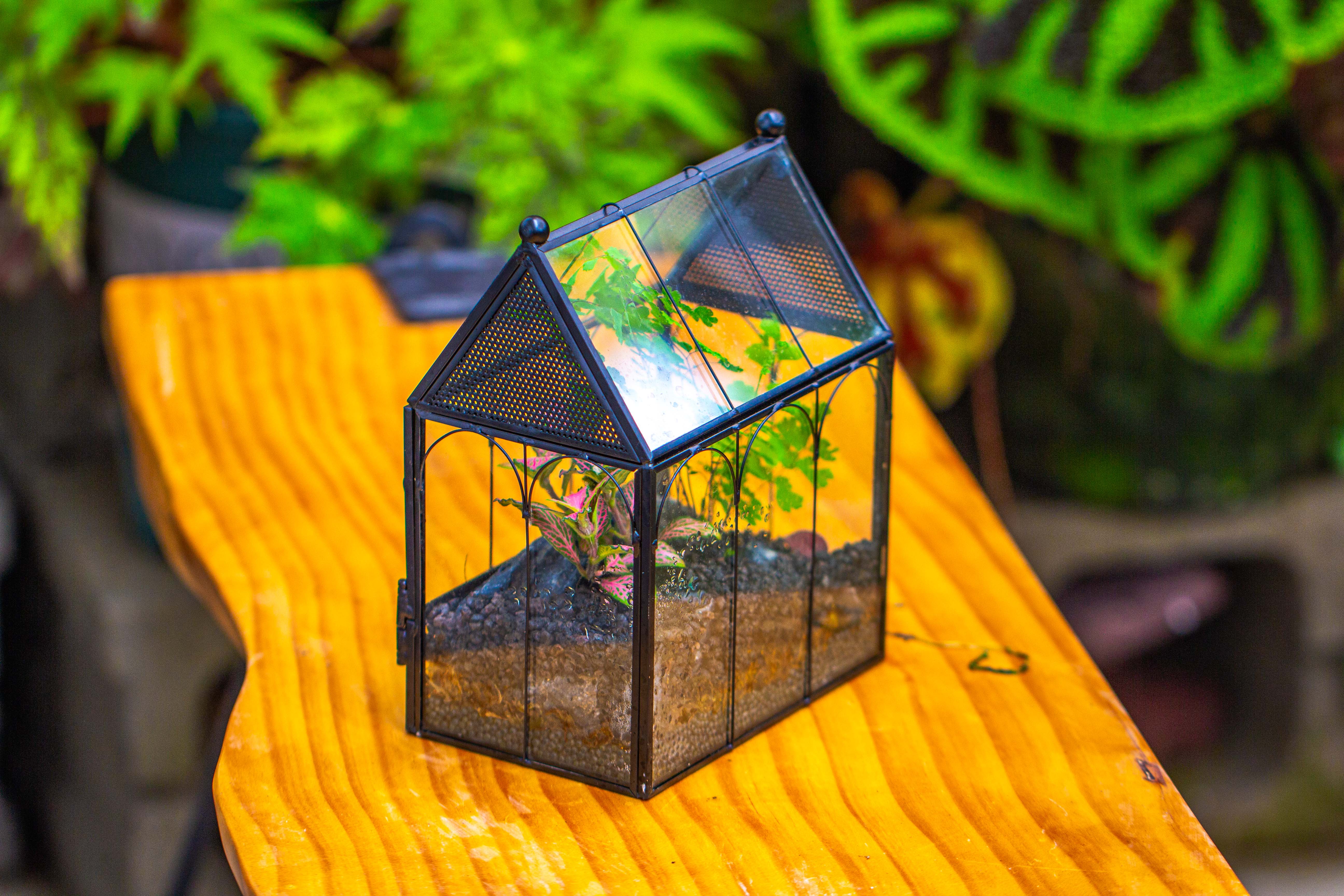 Vintage Mini House Shape Glass Geometric Terrarium for Jumping spider - NCYPgarden