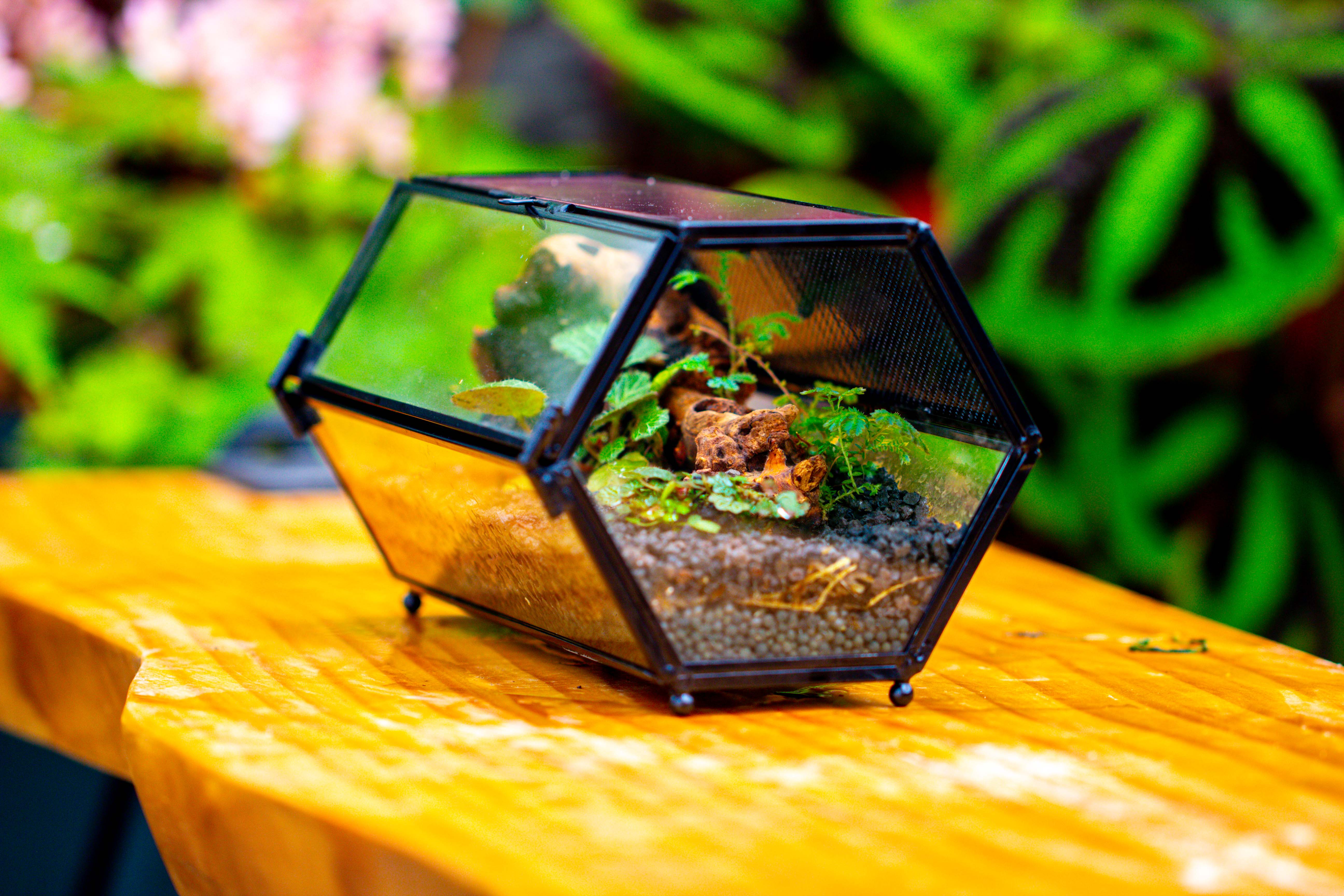 NCYP Long Hexagon Mimi  Geometric Terrarium for Spiders and small Insects - NCYPgarden