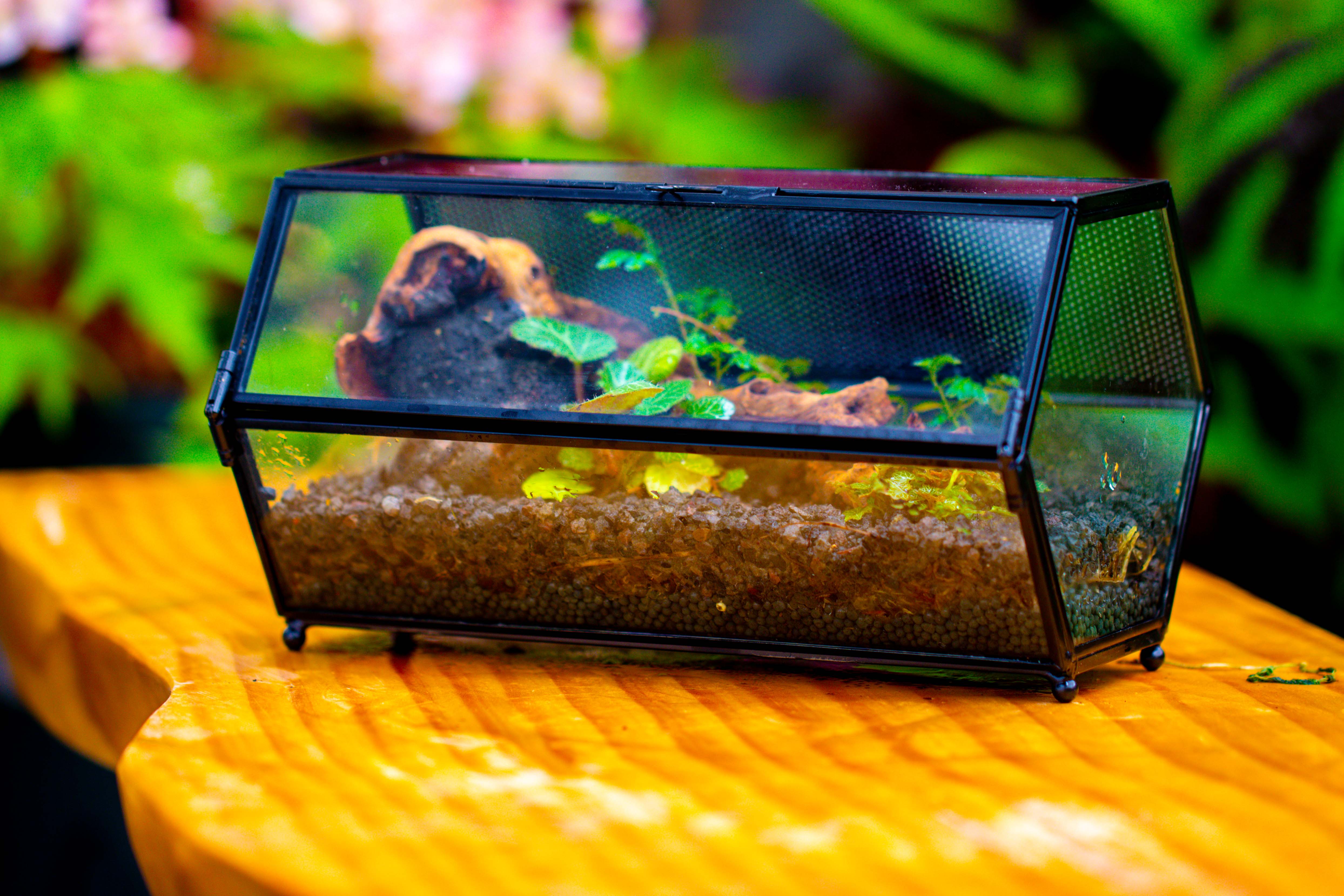 NCYP Long Hexagon Mimi  Geometric Terrarium for Spiders and small Insects - NCYPgarden