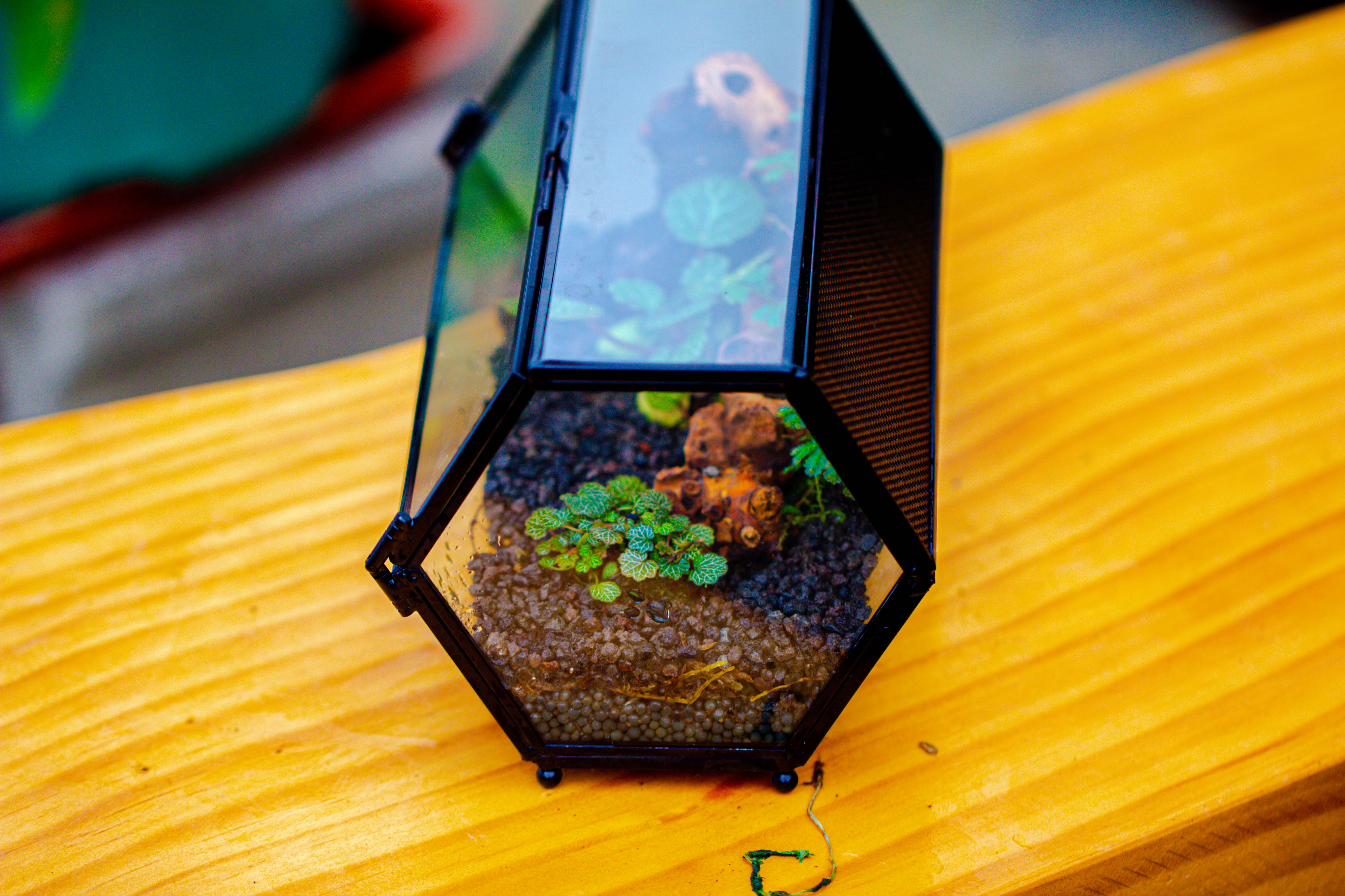 NCYP Long Hexagon Mimi  Geometric Terrarium for Spiders and small Insects - NCYPgarden