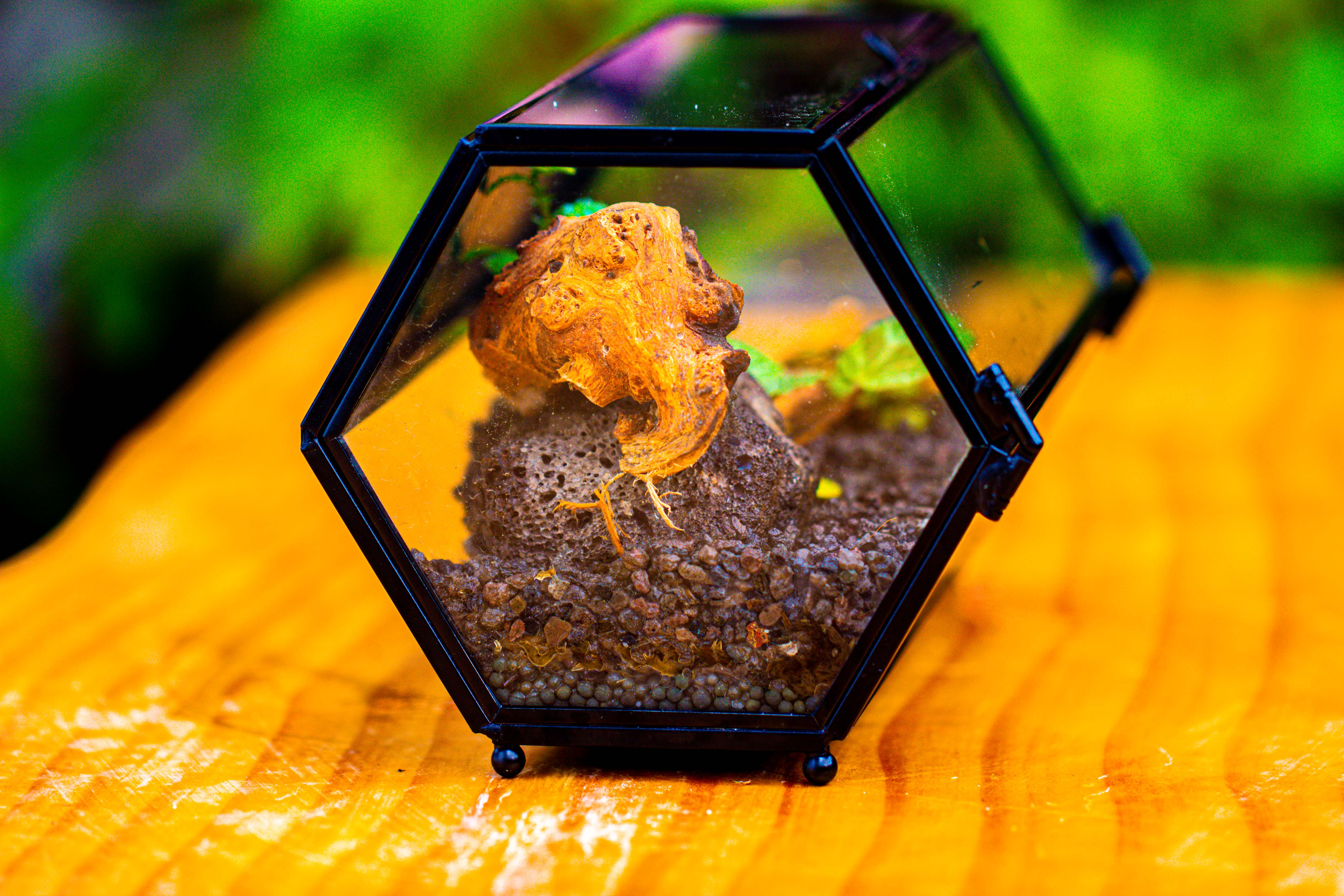 NCYP Long Hexagon Mimi  Geometric Terrarium for Spiders and small Insects - NCYPgarden