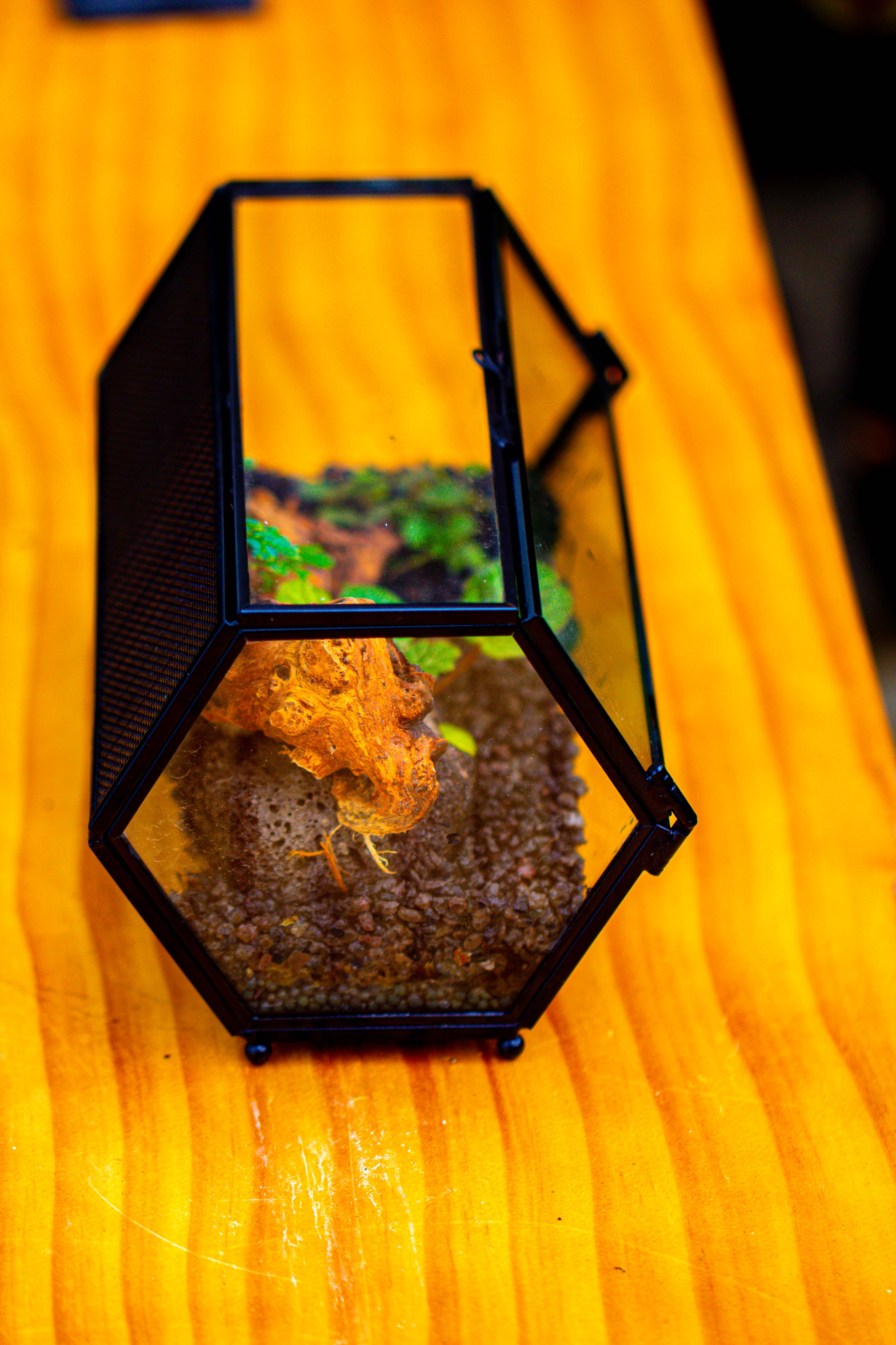 NCYP Long Hexagon Mimi  Geometric Terrarium for Spiders and small Insects - NCYPgarden