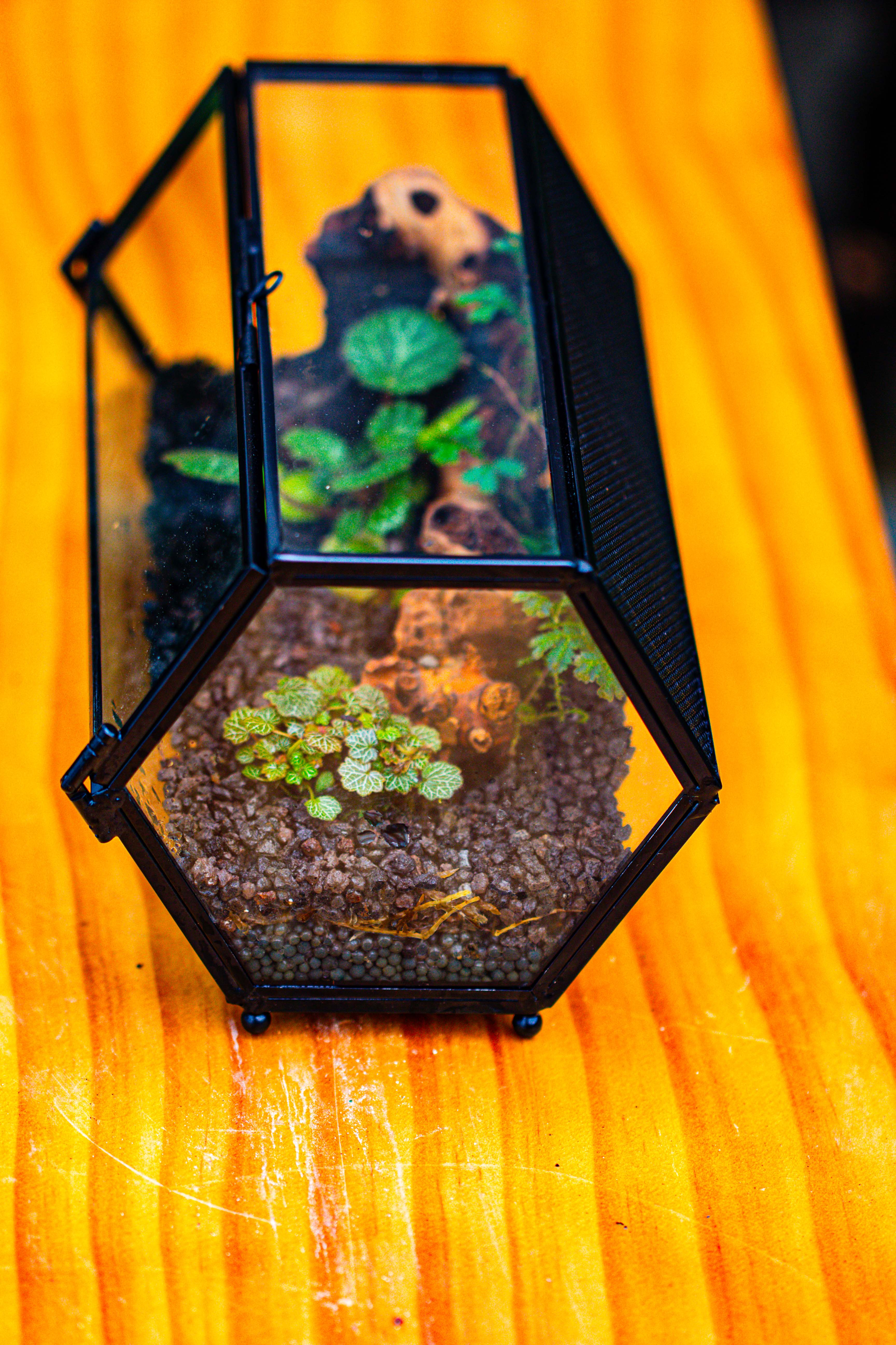 NCYP Long Hexagon Mimi  Geometric Terrarium for Spiders and small Insects - NCYPgarden