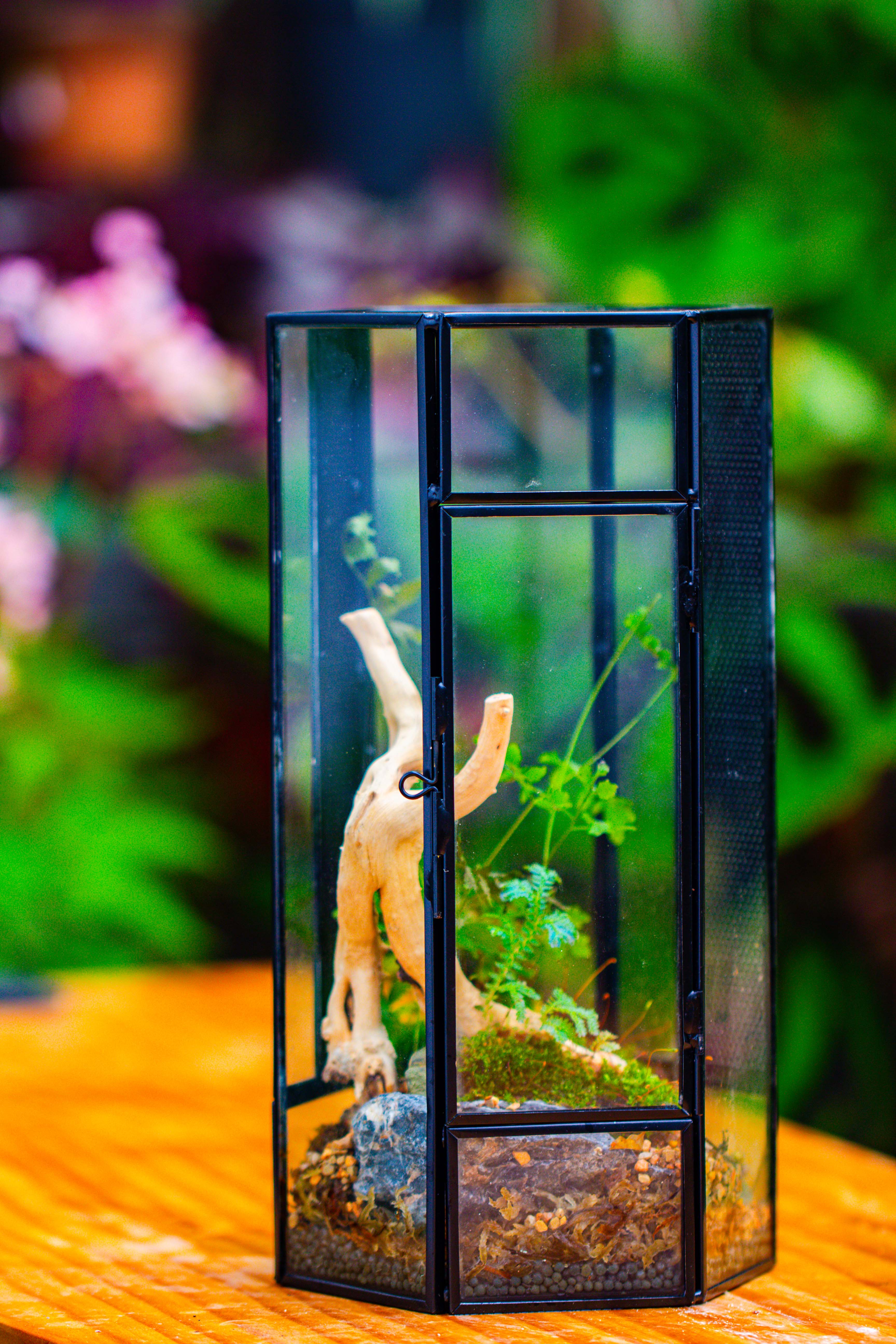 NCYP Tall Hexagon Mimi  Geometric Terrarium for Spiders and small Insects - NCYPgarden