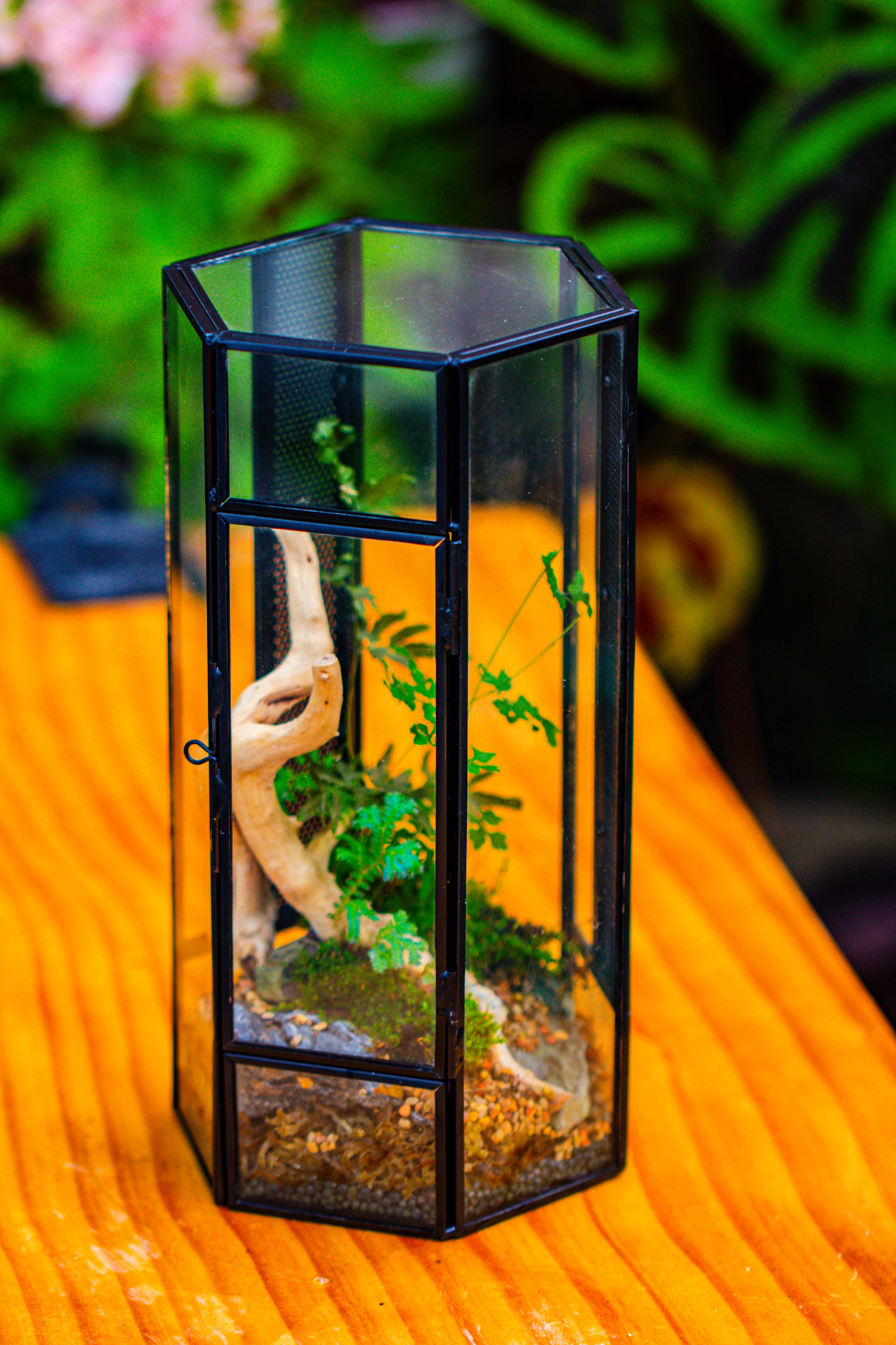 NCYP Tall Hexagon Mimi  Geometric Terrarium for Spiders and small Insects - NCYPgarden