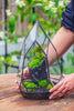 NCYP Irregular Close Geometric Glass Terrarium with door Tall Teardrop Container Moss Terrarium DIY Building Kit - NCYPgarden