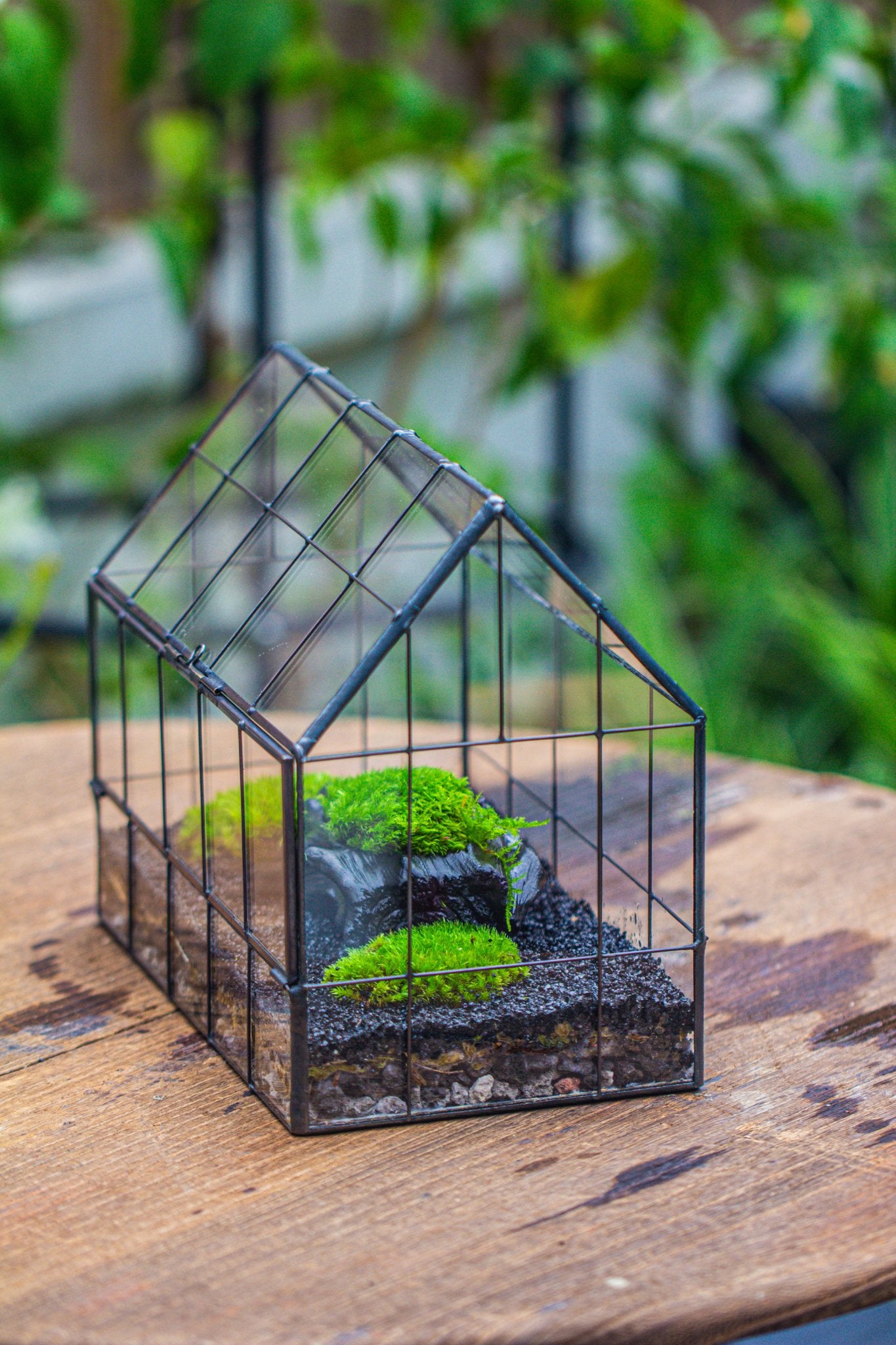 Black Theme Moss and Black Tree Stump Vintage Greenhgouse Tin and Glass Terrarium Kit - NCYPgarden