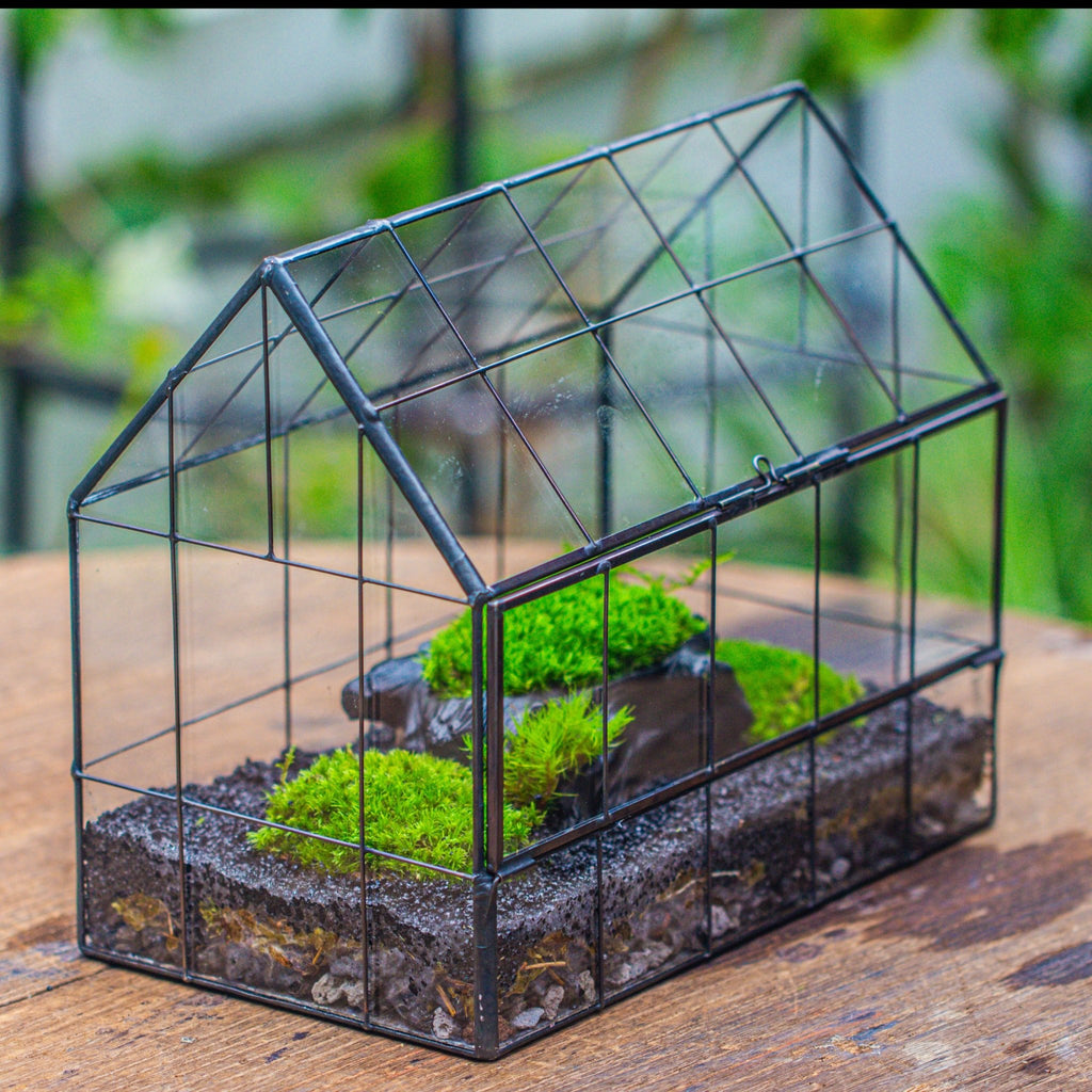 Black Theme Moss and Tree Stump Terrarium Kit – NCYPgarden