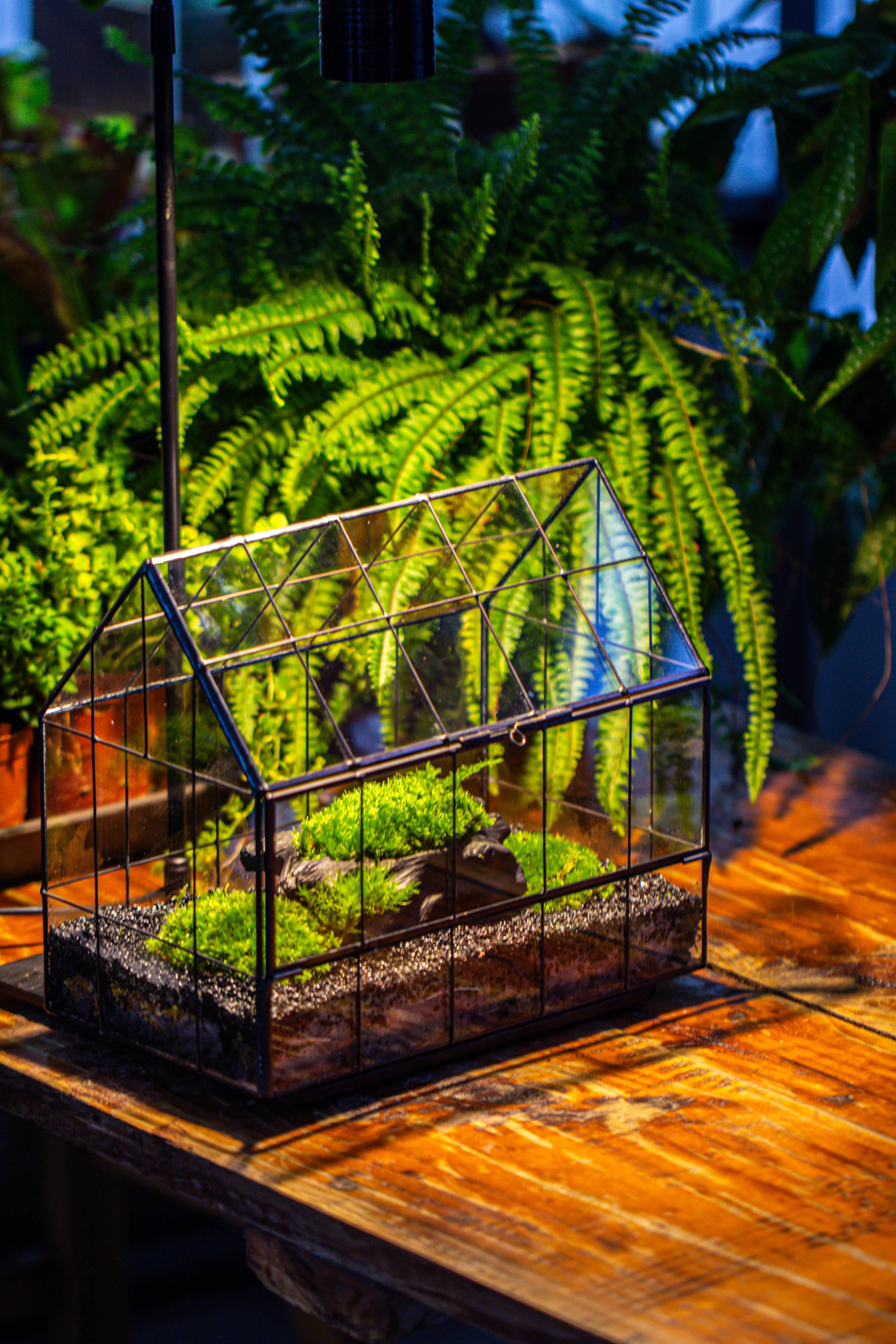 Handmade Glass Terrarium with LED Grow Light Set, Side Door Closed Geometric GreenHouse with Base and Light Set - NCYPgarden