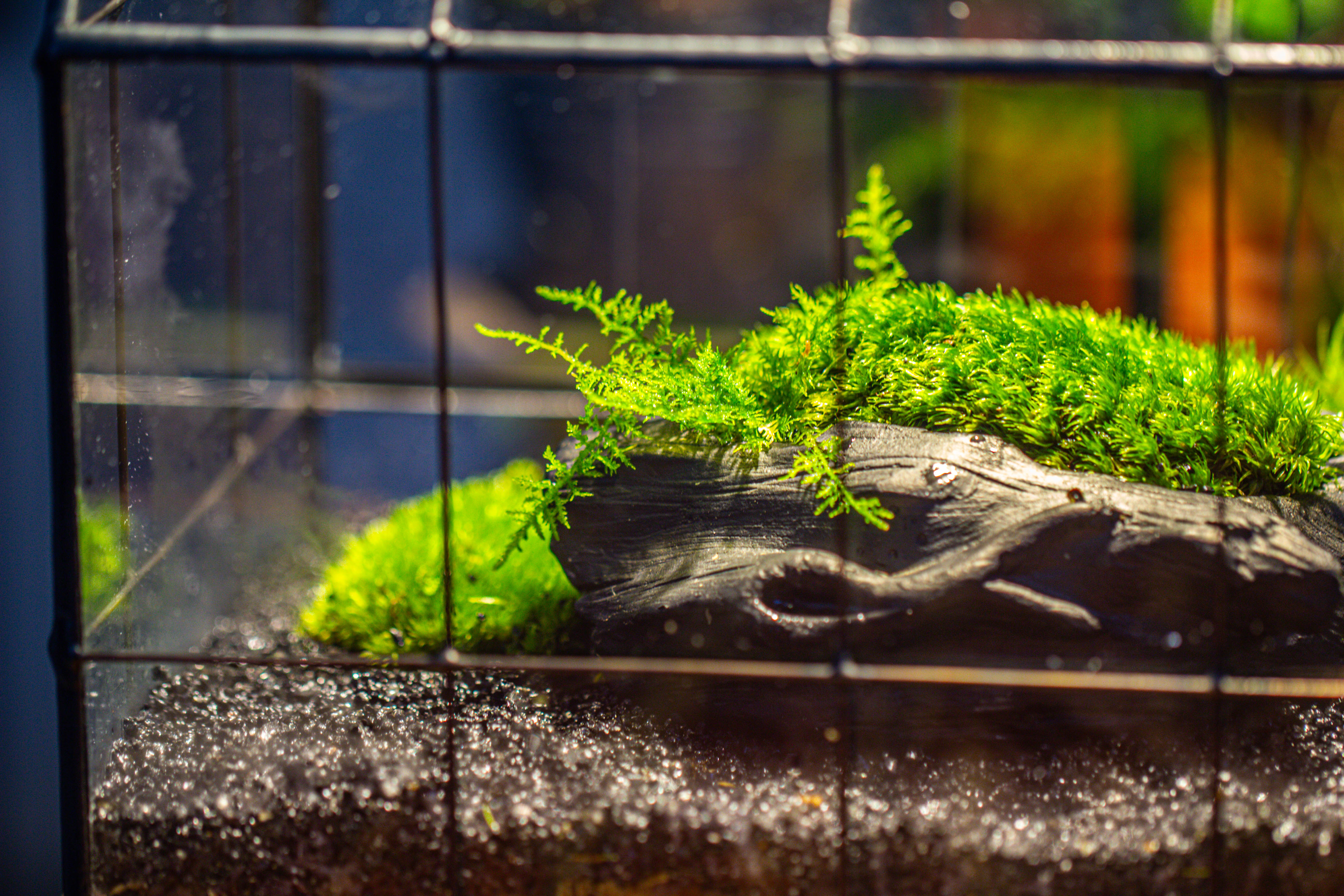 Black Theme Moss and  Black Tree Stump Vintage Greenhgouse  Tin and Glass Terrarium Kit - NCYPgarden