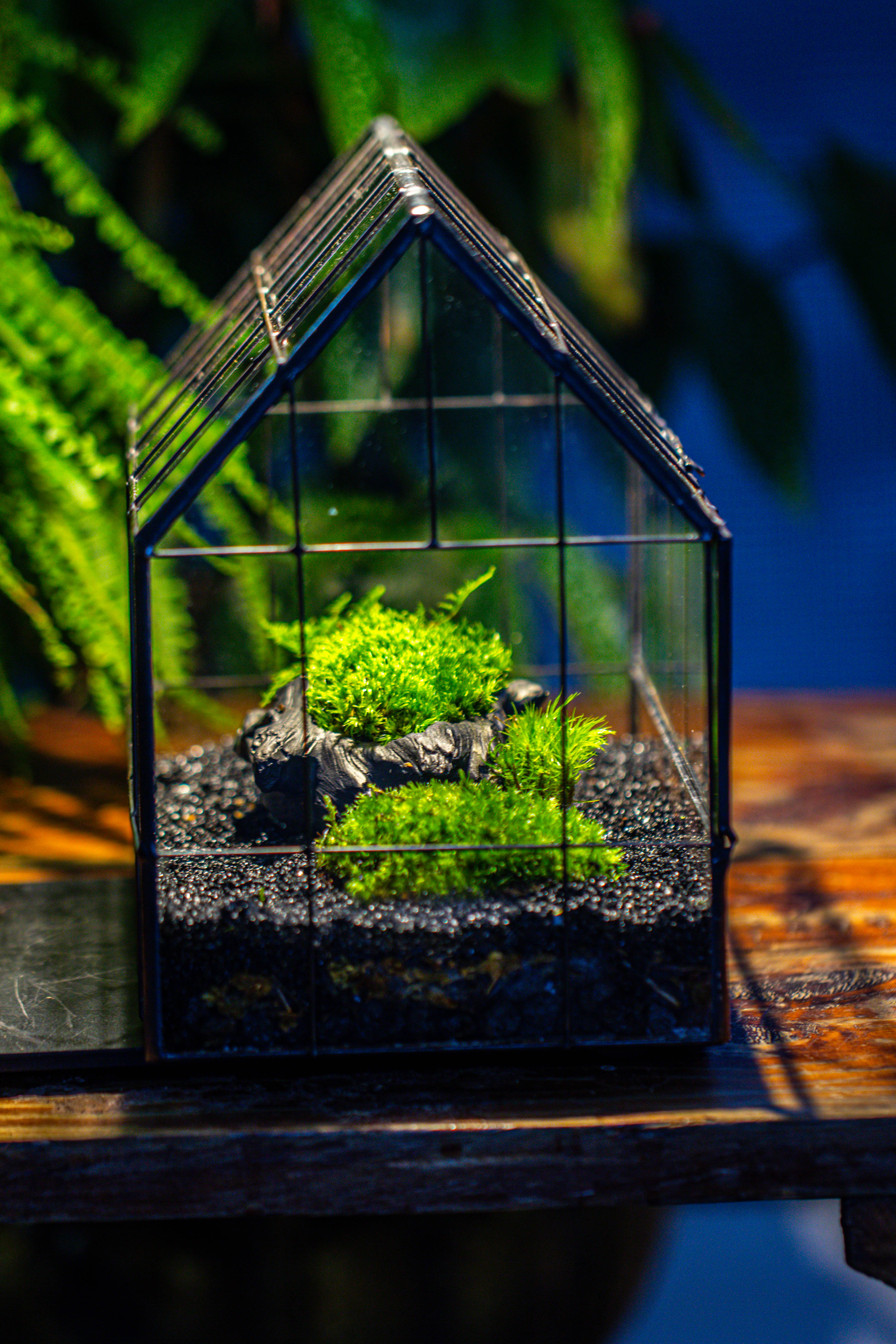 Black Theme Moss and  Black Tree Stump Vintage Greenhgouse  Tin and Glass Terrarium Kit - NCYPgarden