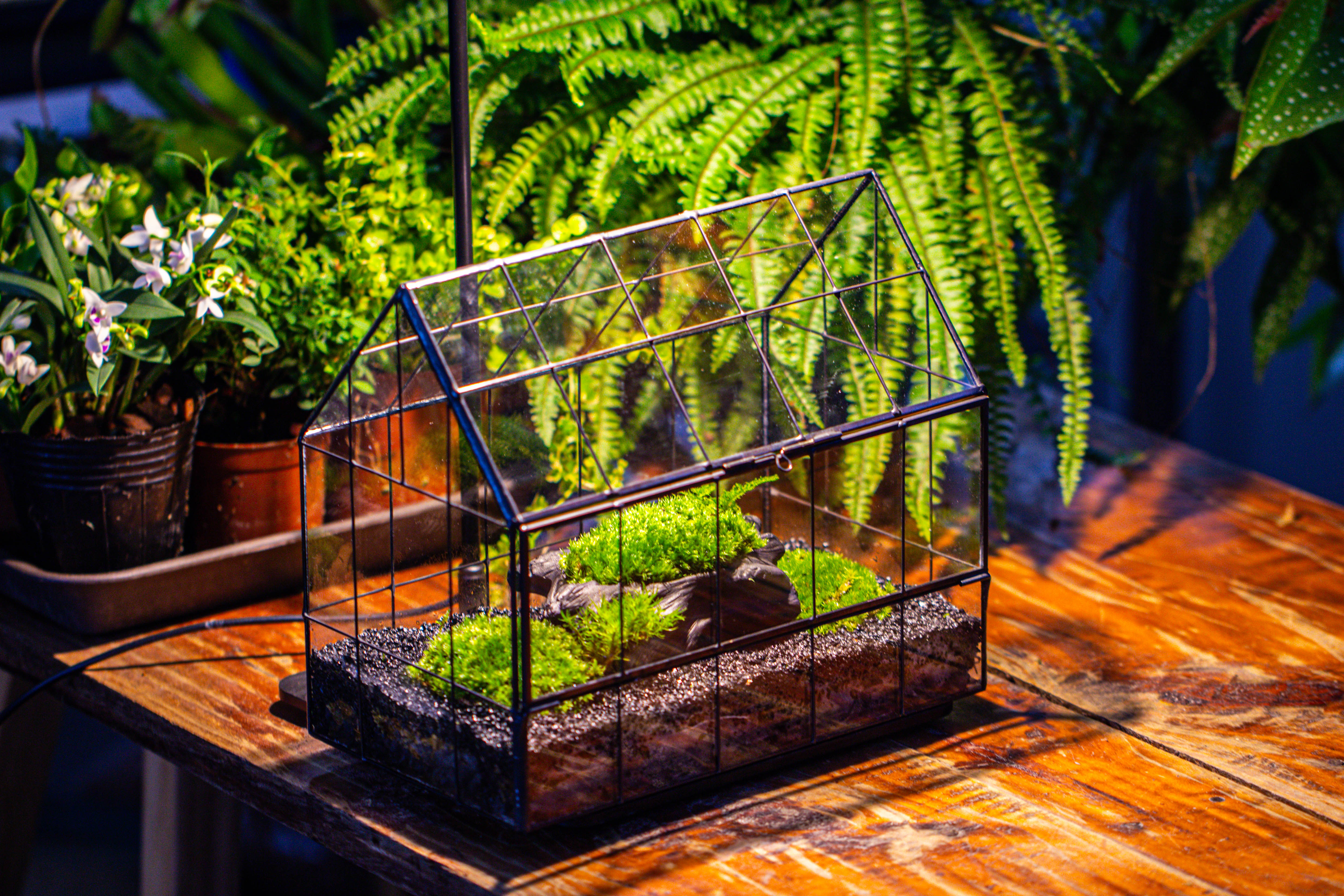 Black Theme Moss and  Black Tree Stump Vintage Greenhgouse  Tin and Glass Terrarium Kit - NCYPgarden