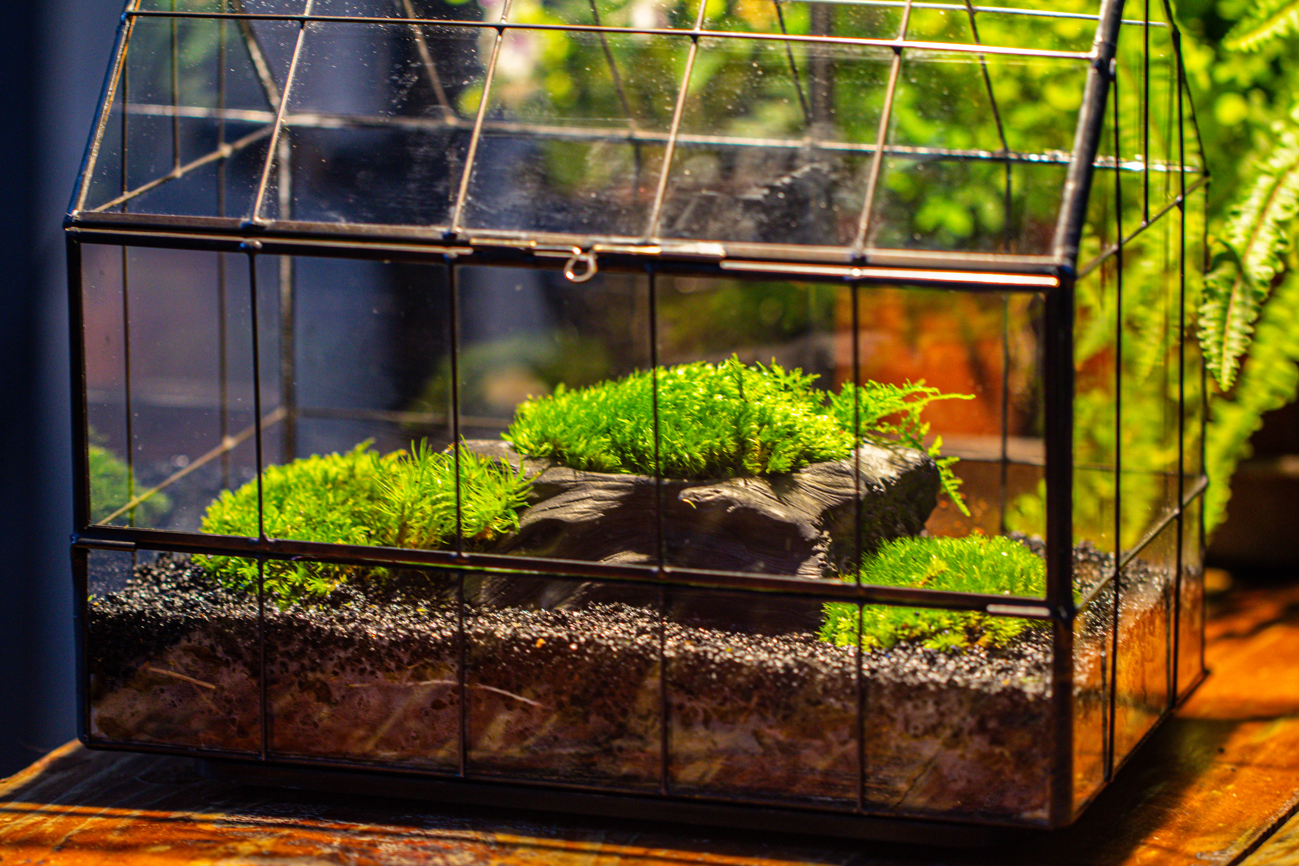 Black Theme Moss and  Black Tree Stump Vintage Greenhgouse  Tin and Glass Terrarium Kit - NCYPgarden