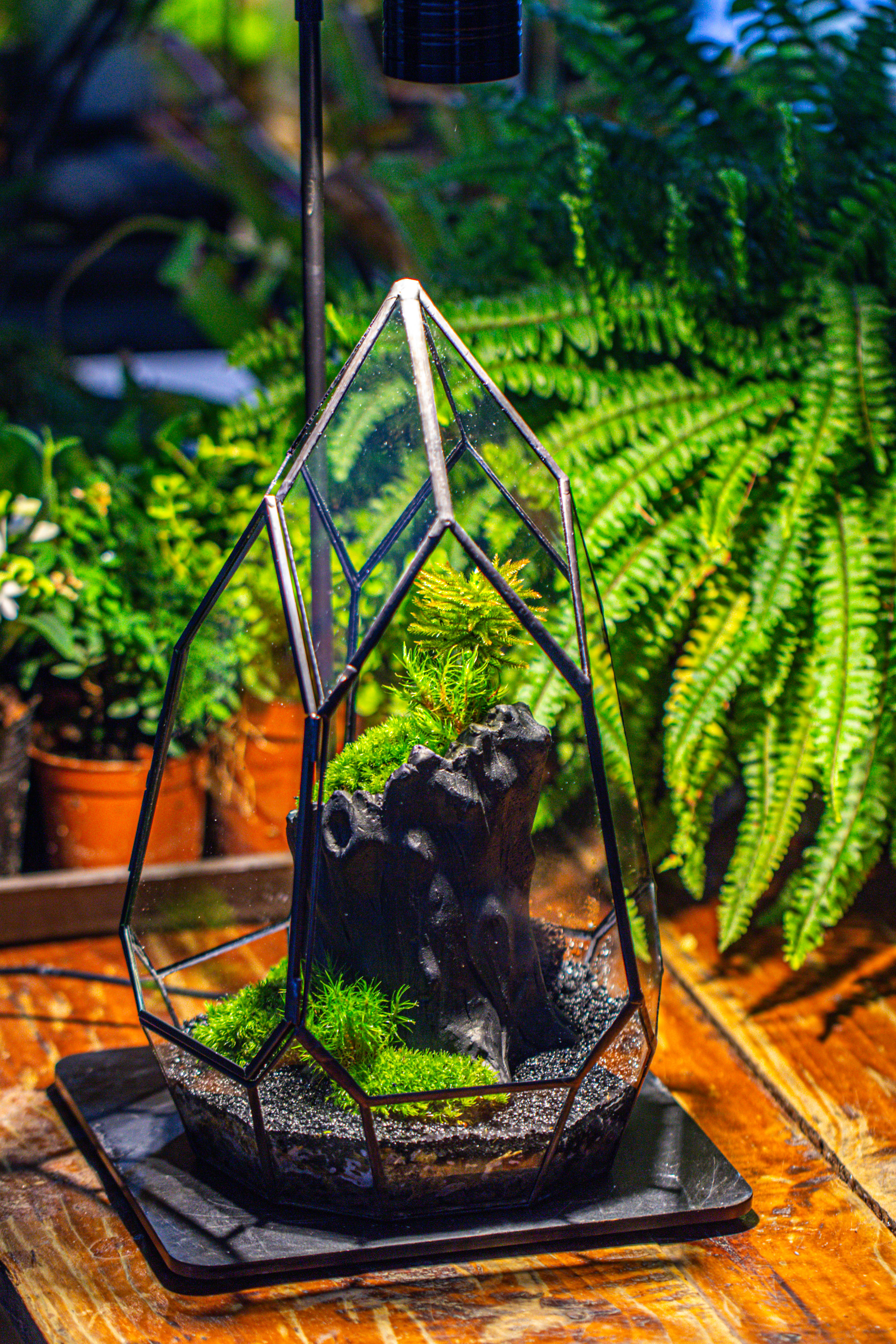 NCYP Irregular Close Geometric Glass Terrarium with door Tall Teardrop Container Moss Terrarium DIY Building Kit - NCYPgarden