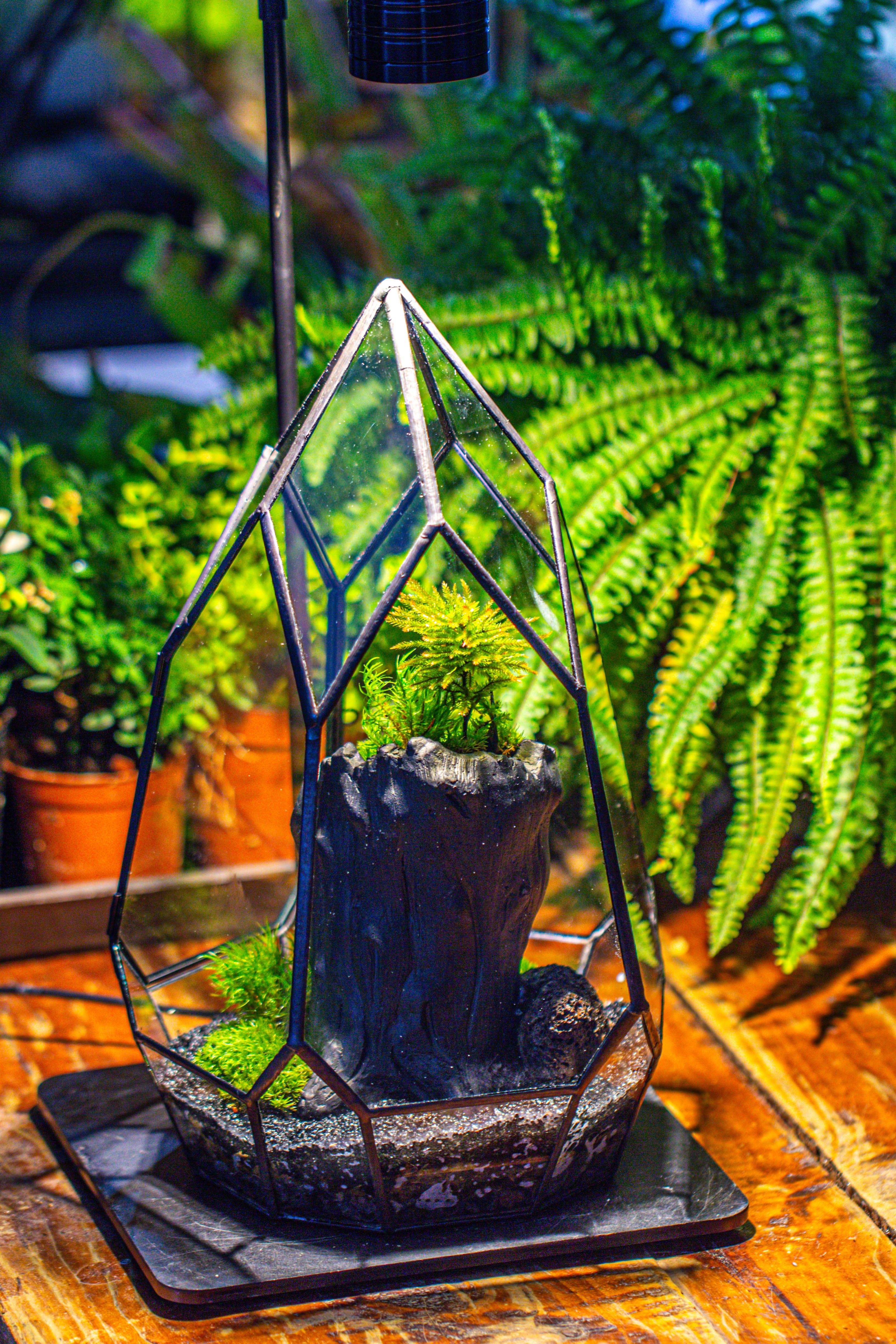 NCYP Irregular Close Geometric Glass Terrarium with door Tall Teardrop Container Moss Terrarium DIY Building Kit - NCYPgarden