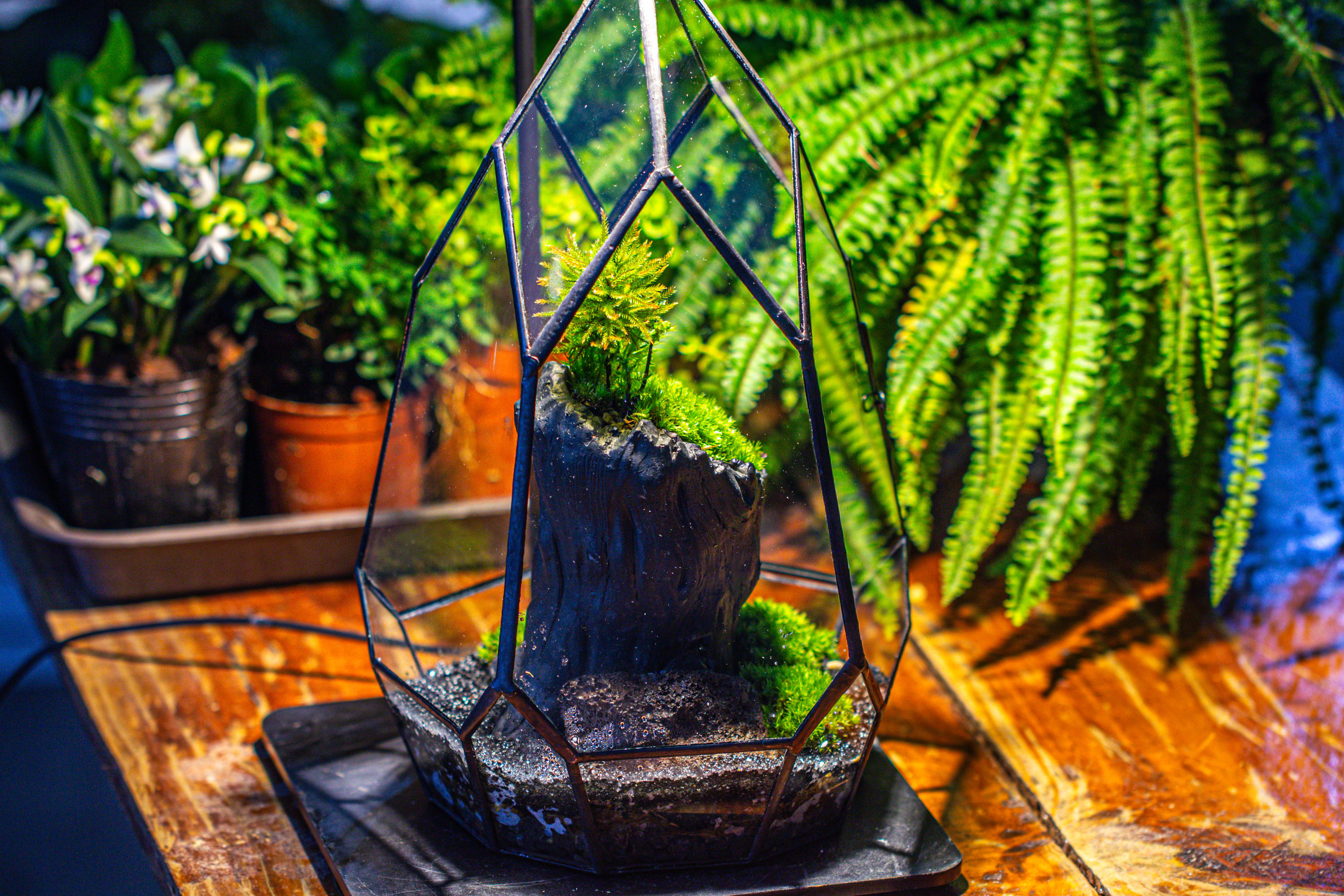 NCYP Irregular Close Geometric Glass Terrarium with door Tall Teardrop Container Moss Terrarium DIY Building Kit - NCYPgarden