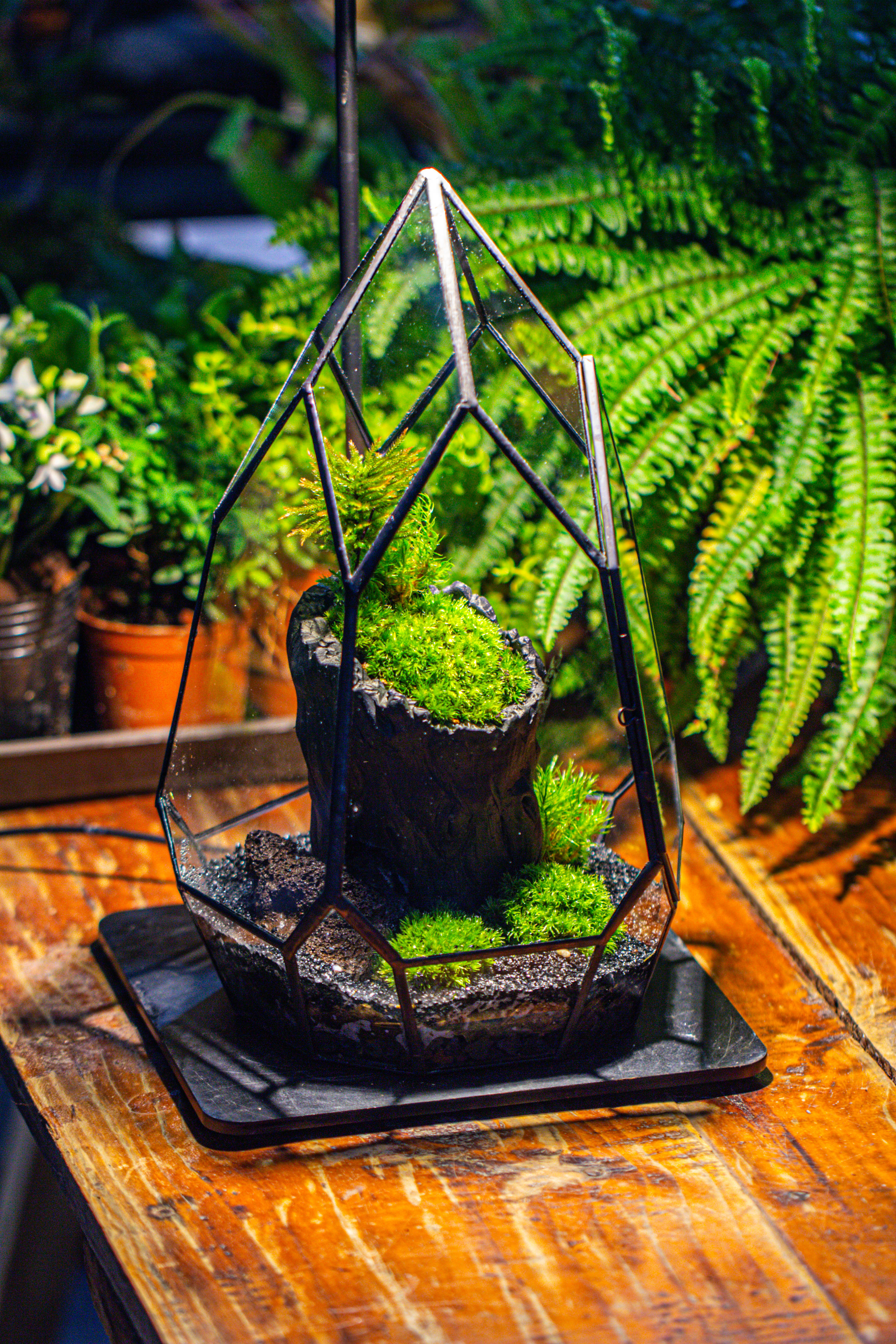 NCYP Irregular Close Geometric Glass Terrarium with door Tall Teardrop Container Moss Terrarium DIY Building Kit - NCYPgarden