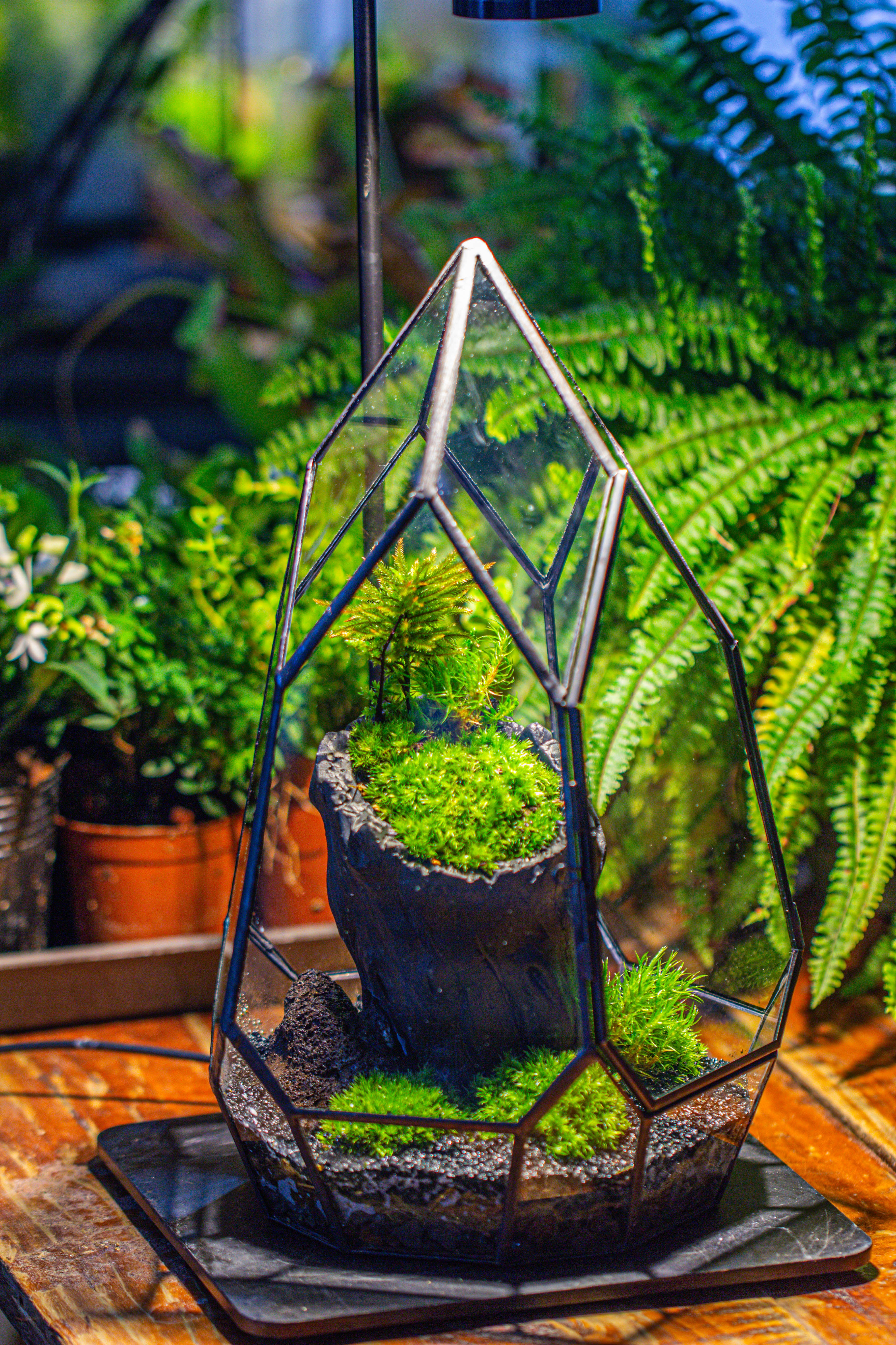 NCYP Irregular Close Geometric Glass Terrarium with door Tall Teardrop Container Moss Terrarium DIY Building Kit - NCYPgarden