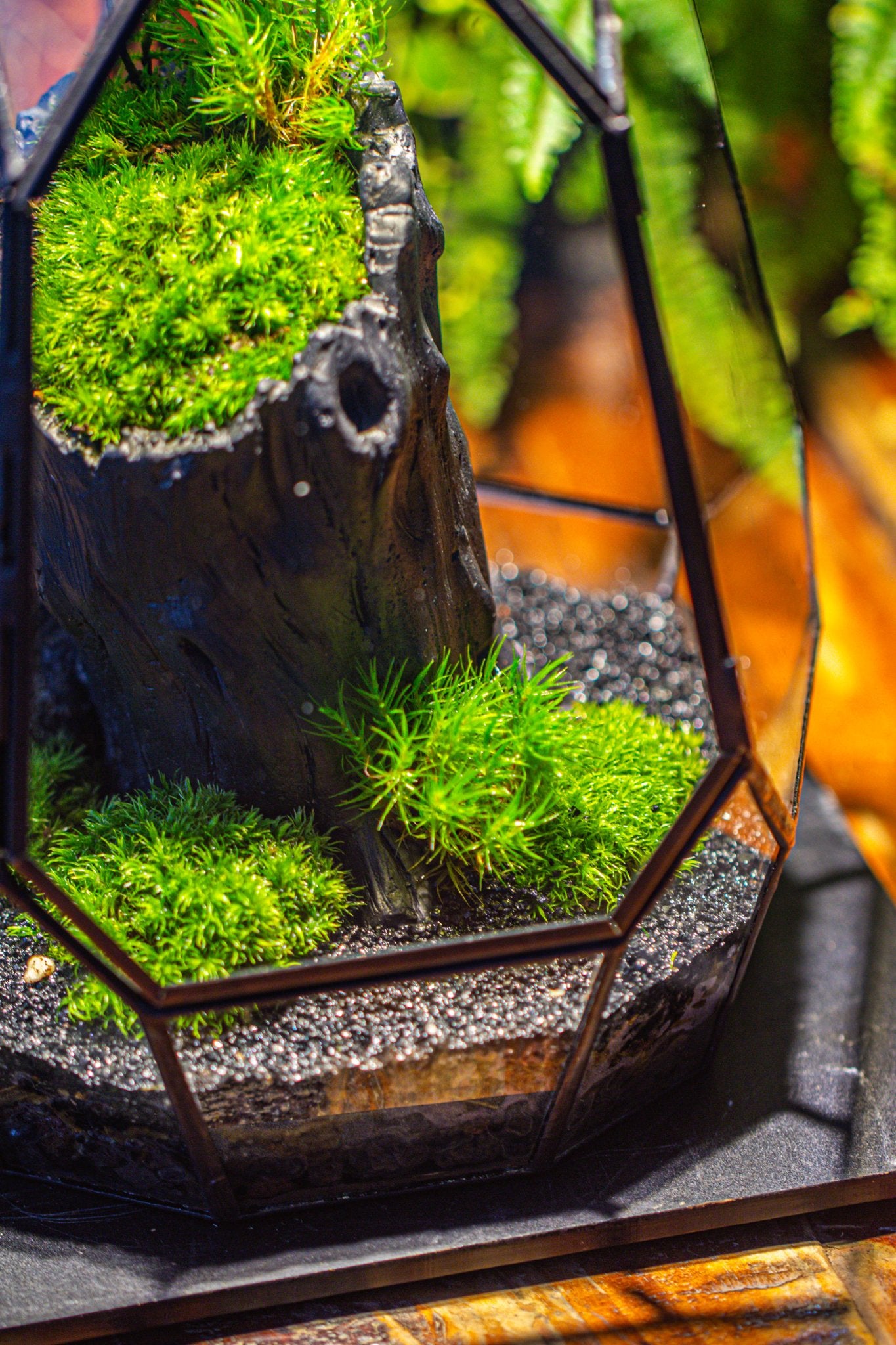 black jungle terrarium plants small black tree stump like planter, for terrarium, microlandscape