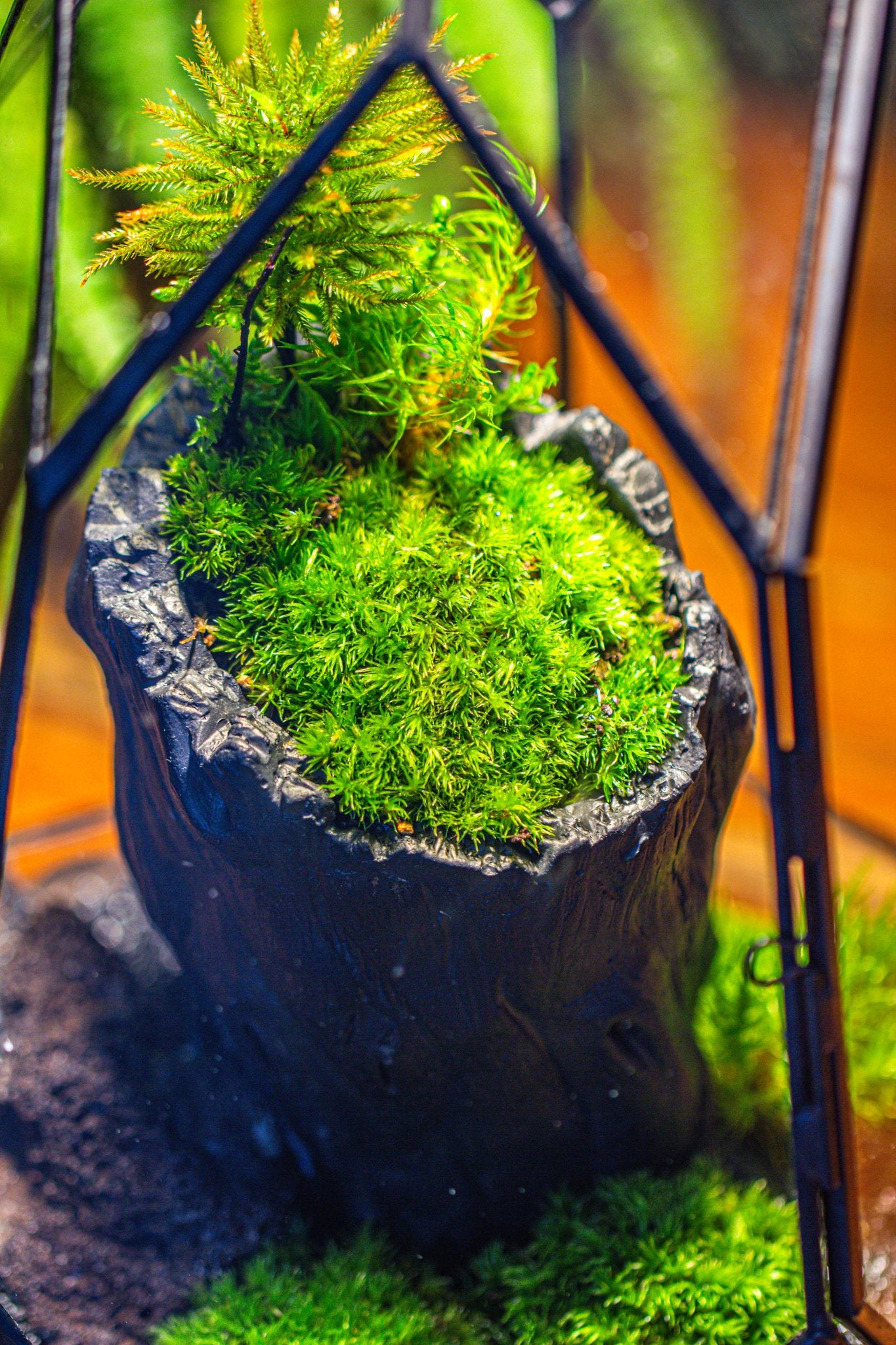 terrarium plants that look like trees small black tree stump like planter, for terrarium, microlandscape