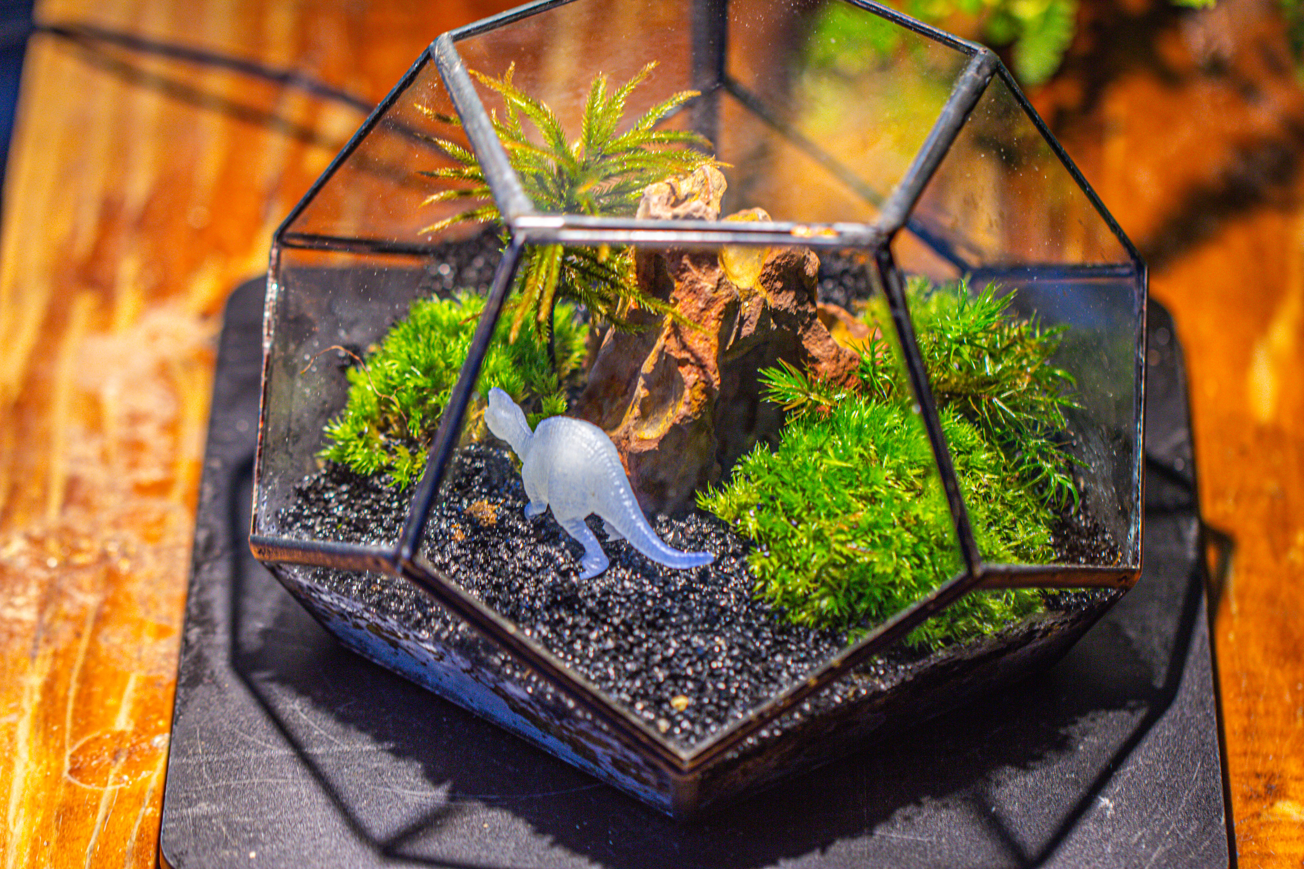 handmade geometric half ball, pentagon, close terrarium, with door for moss - NCYPgarden