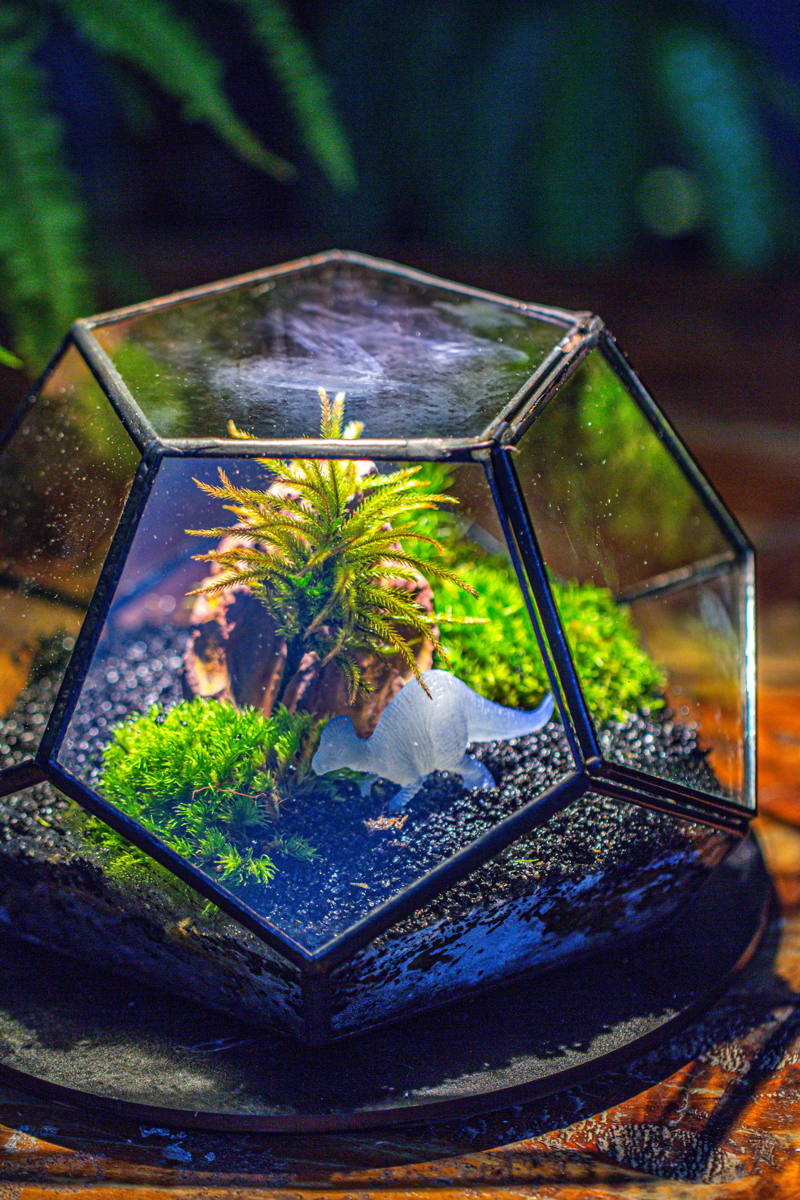 handmade geometric half ball, pentagon, close terrarium, with door for moss - NCYPgarden