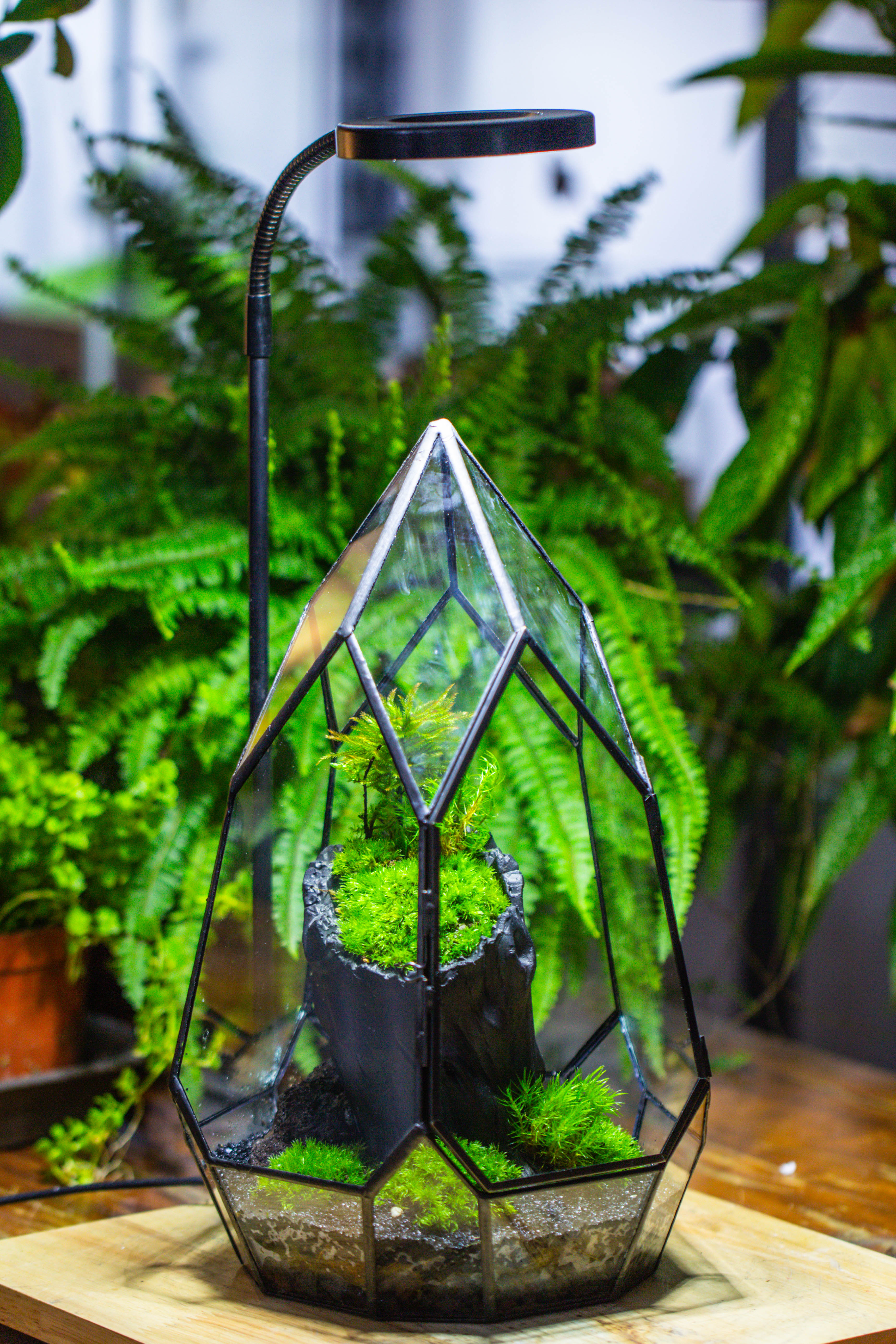 NCYP Irregular Close Geometric Glass Terrarium with door Tall Teardrop Container Moss Terrarium DIY Building Kit - NCYPgarden
